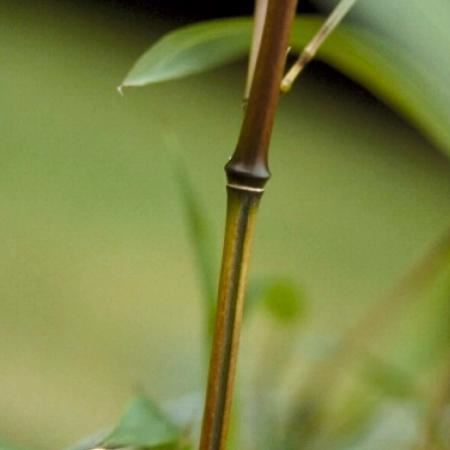Phyllostachys aureosulcata'Spectabilis'- pot 10L - 125-150 cm afbeelding