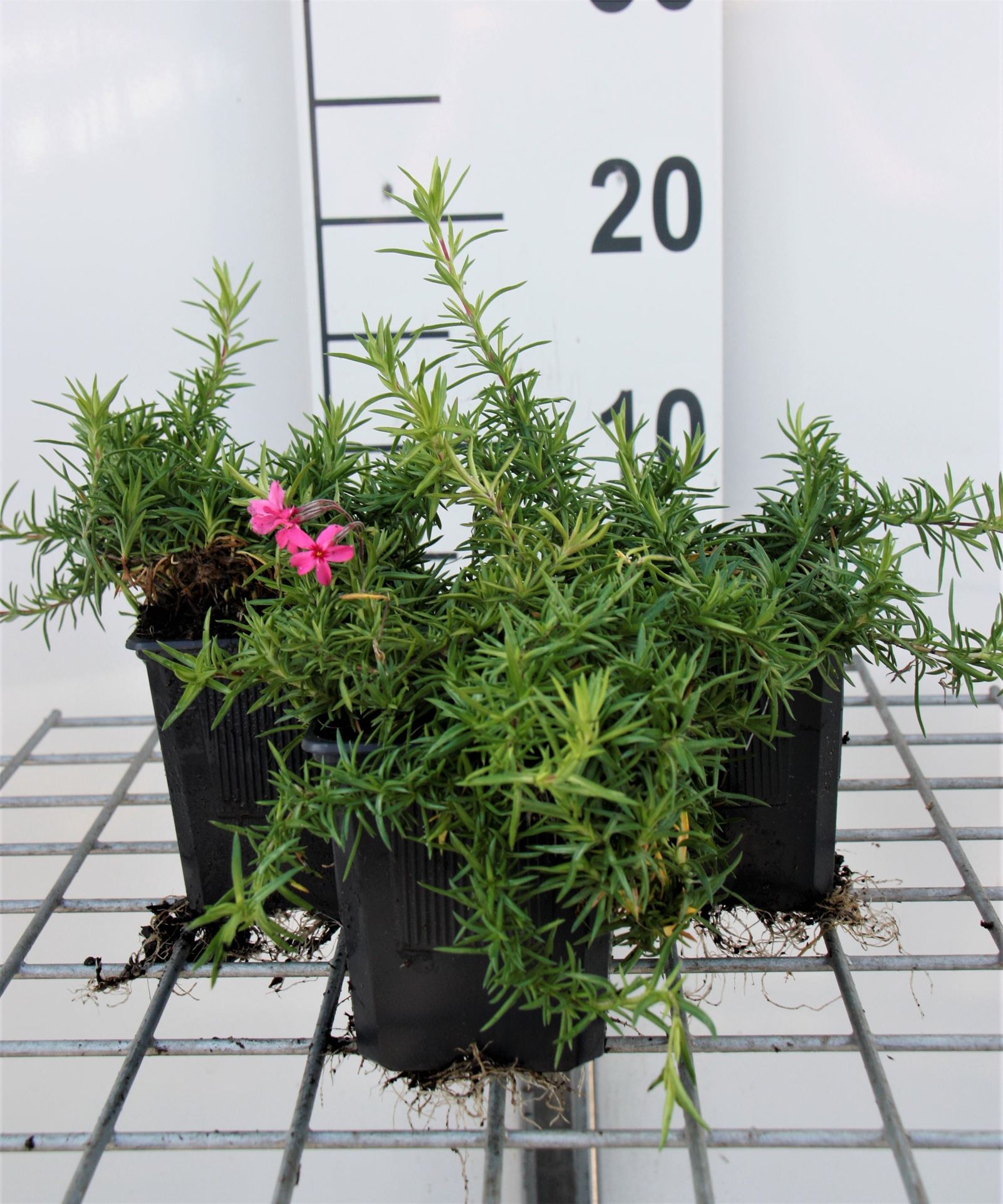 Phlox'Atropurpurea'- pot 9x9 cm - Kruipphlox afbeelding