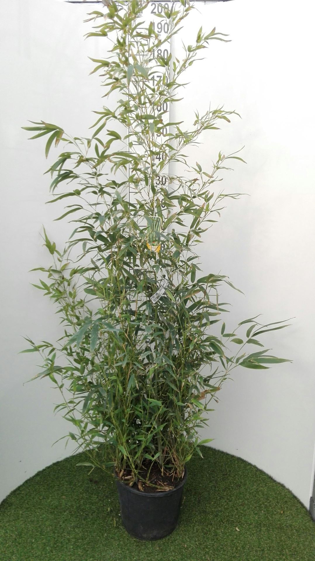 Phyllostachys aurea - pot 10L - 125-150 cm afbeelding