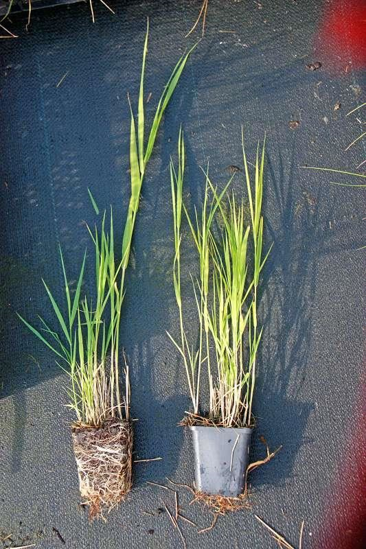 Phragmites australis - pot 9x9 cm - Riet afbeelding