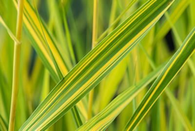 Phragmites australis'Variegatus'- pot 9x9 cm afbeelding