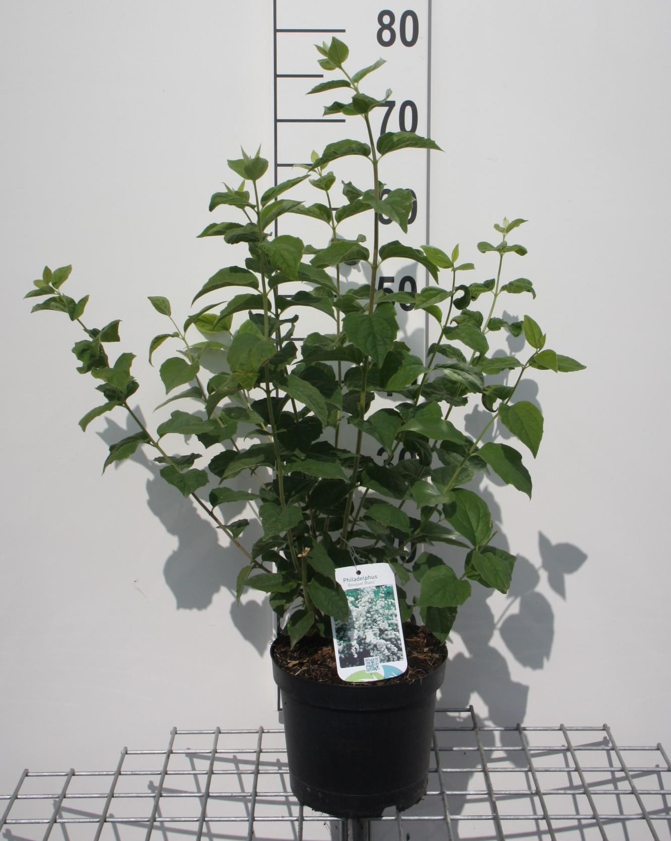Philadelphus 'Bouquet Blanc' - pot - 50-60 cm