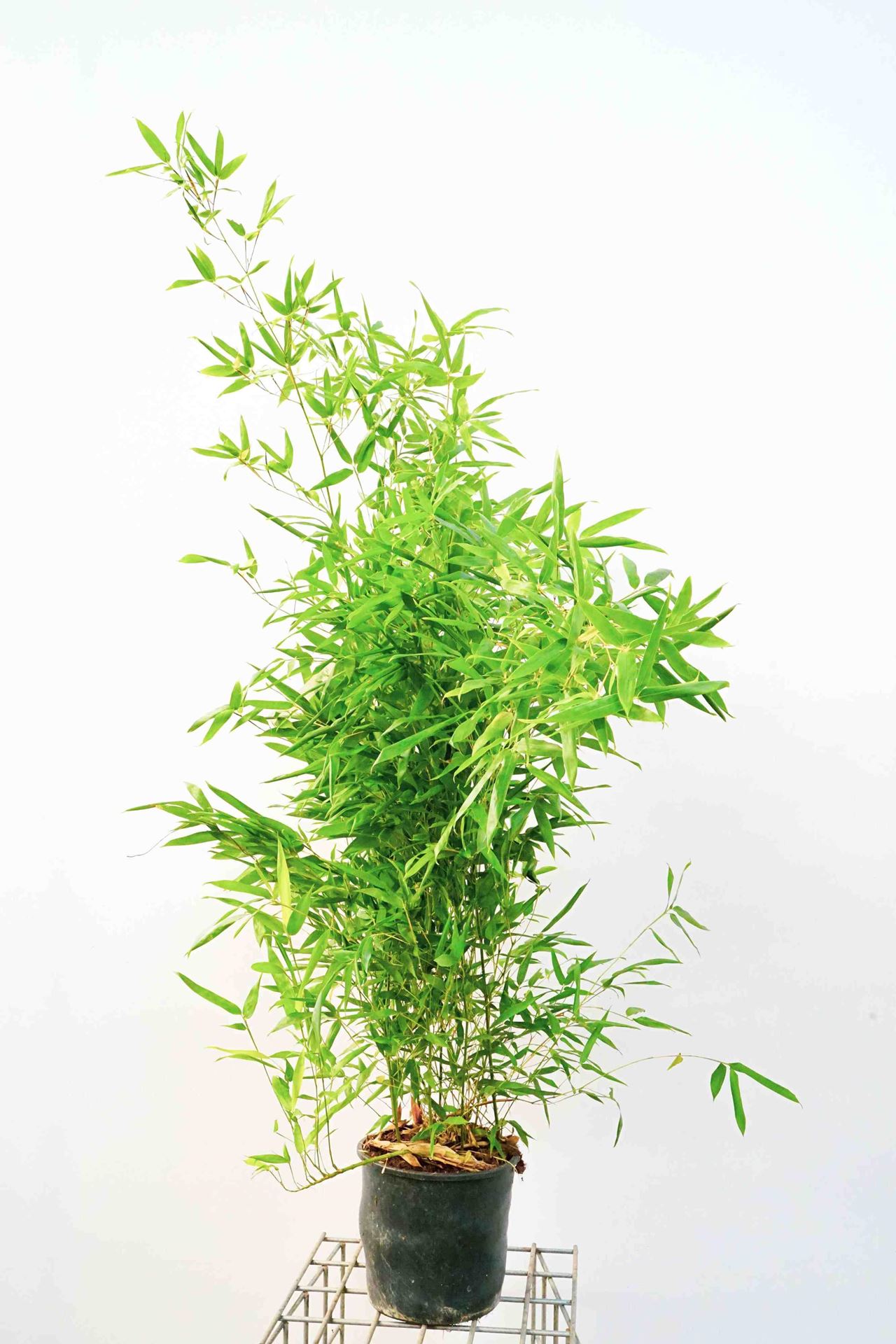 Phyllostachys bissetii - pot 10L - 125-150 cm afbeelding