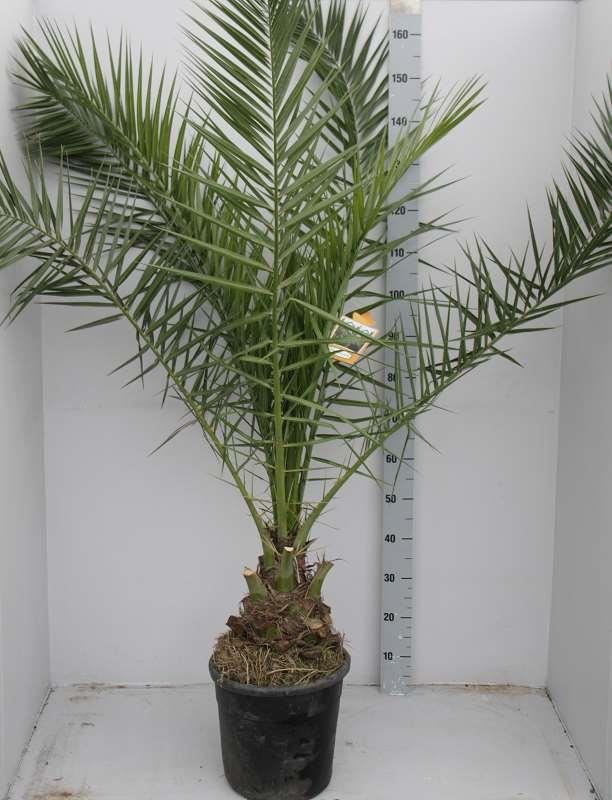 Phoenix canariensis - pot - 130-140 cm afbeelding