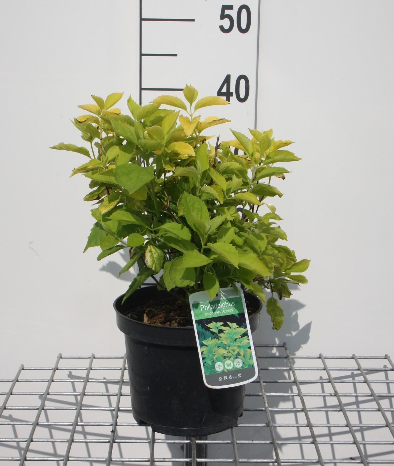 Philadelphus coronarius 'Aureus' - pot - 30-40 cm -
