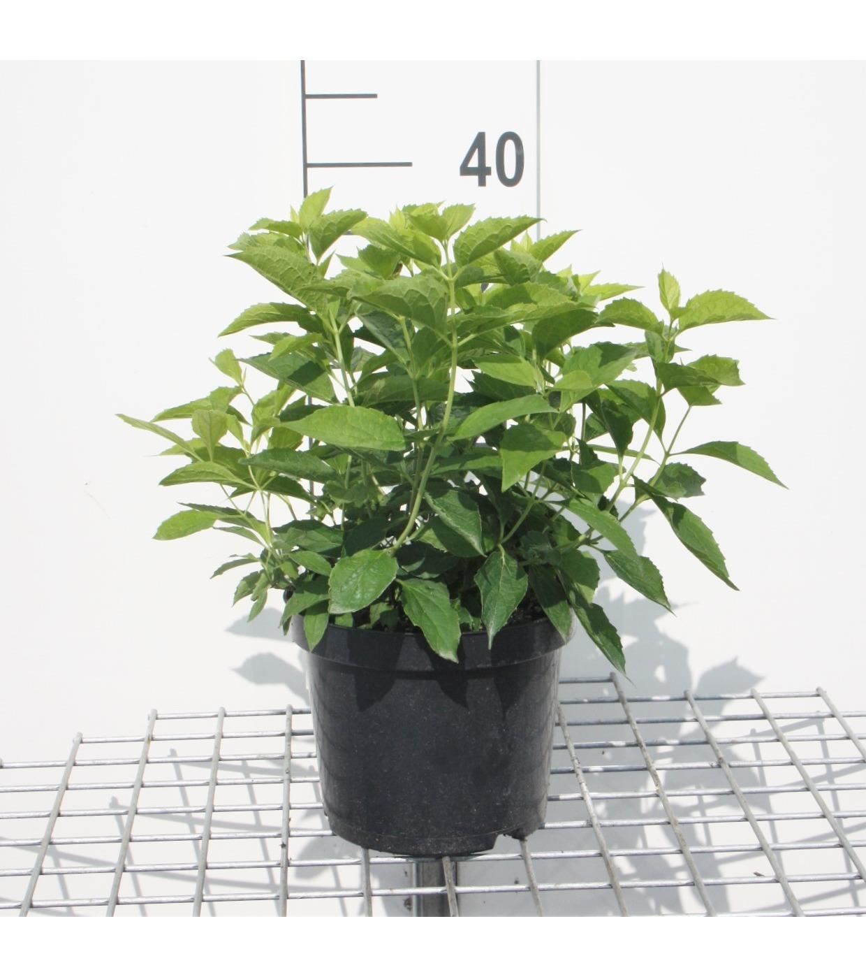 Philadelphus coronarius - pot - 50-60 cm - Welriekende boerenjasmijn / Welriekende jasmijn afbeelding