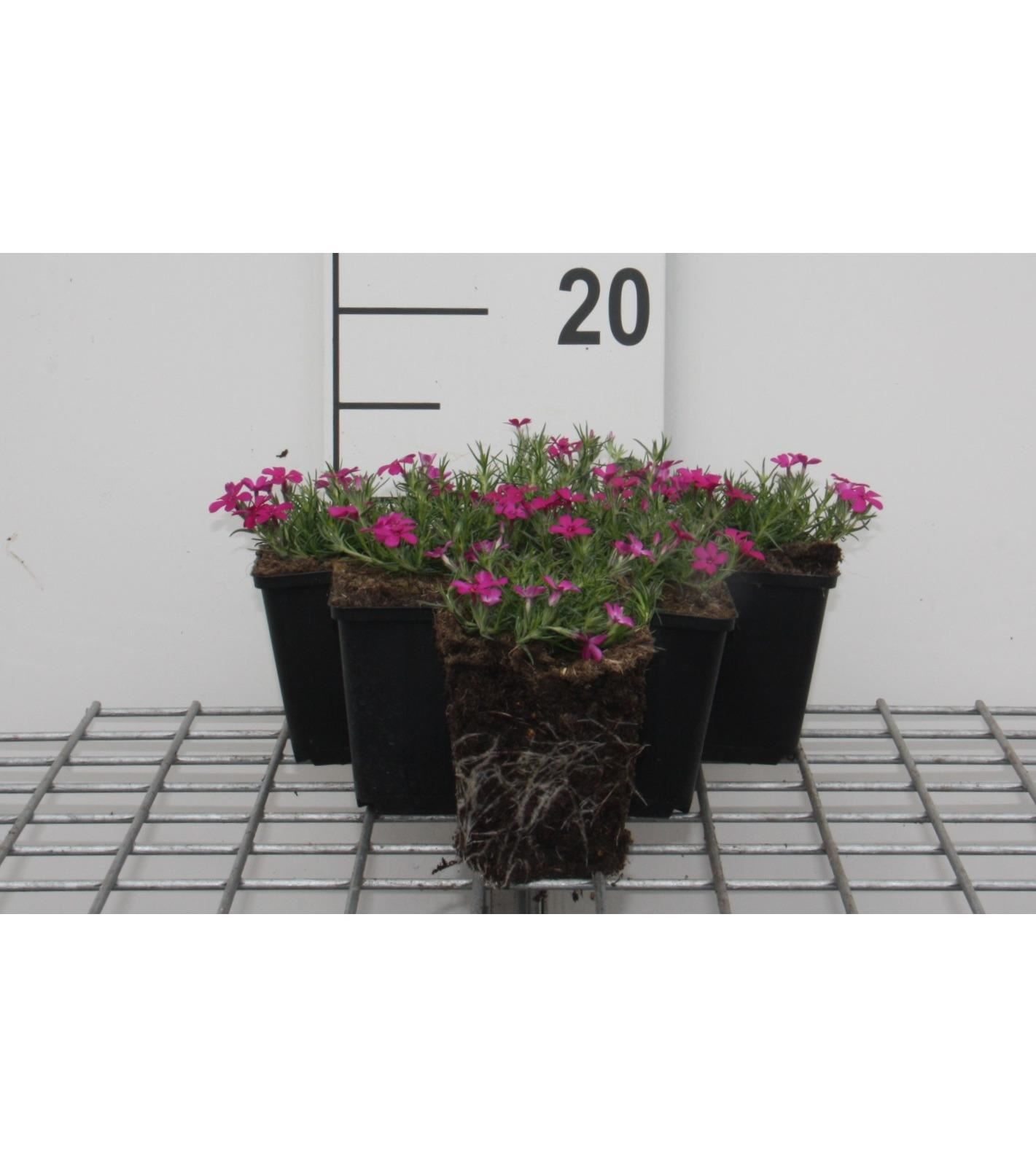 Phlox'Crackerjack'- pot 9x9 cm - Dwergvlambloem afbeelding