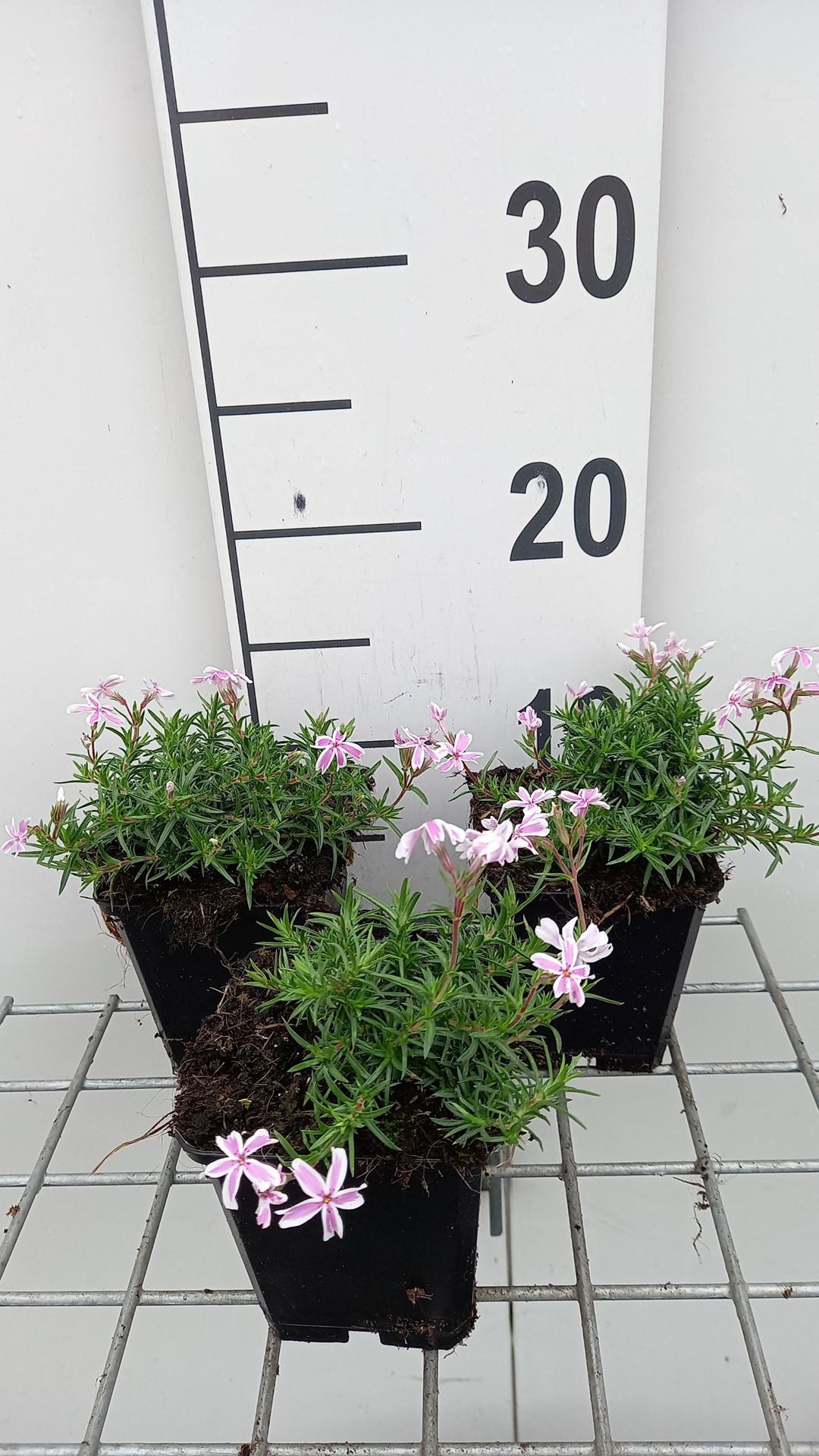 Phlox'Tamaongalei'- pot 9x9 cm afbeelding