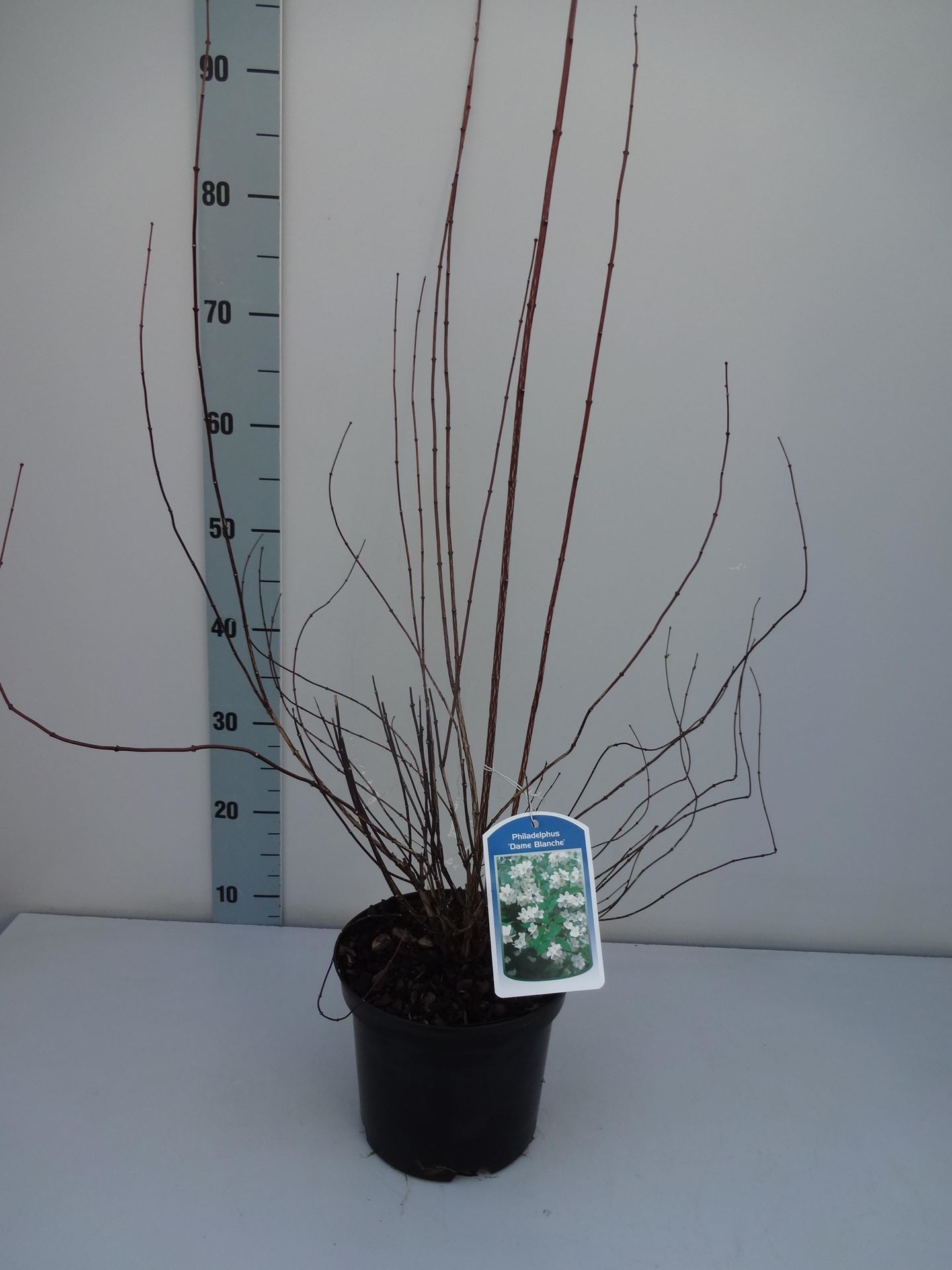 Philadelphus'Dame Blanche'- pot - 50-60 cm afbeelding