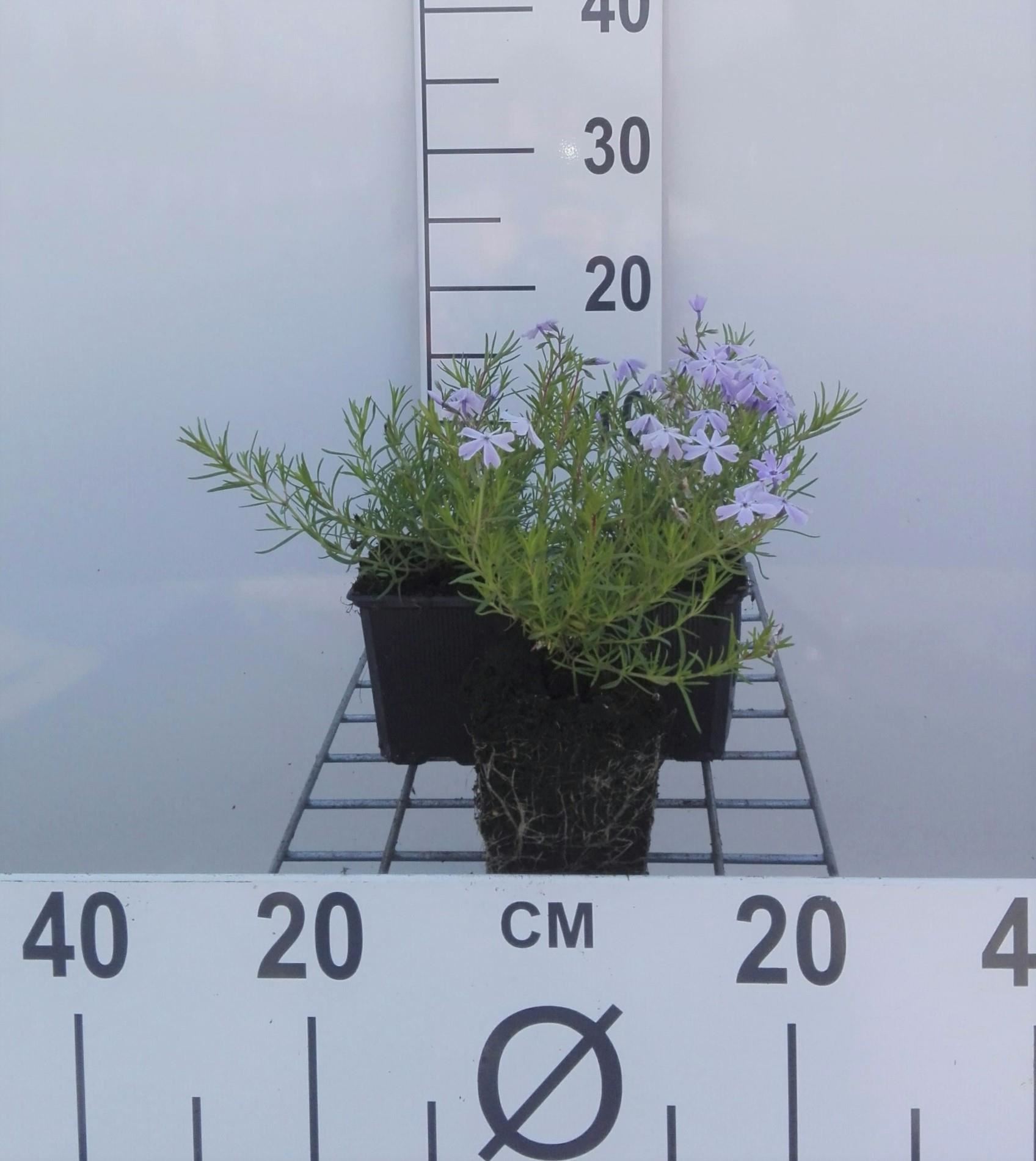 Phlox'Emerald Cushion Blue'- pot 9x9 cm - Kruipphlox afbeelding
