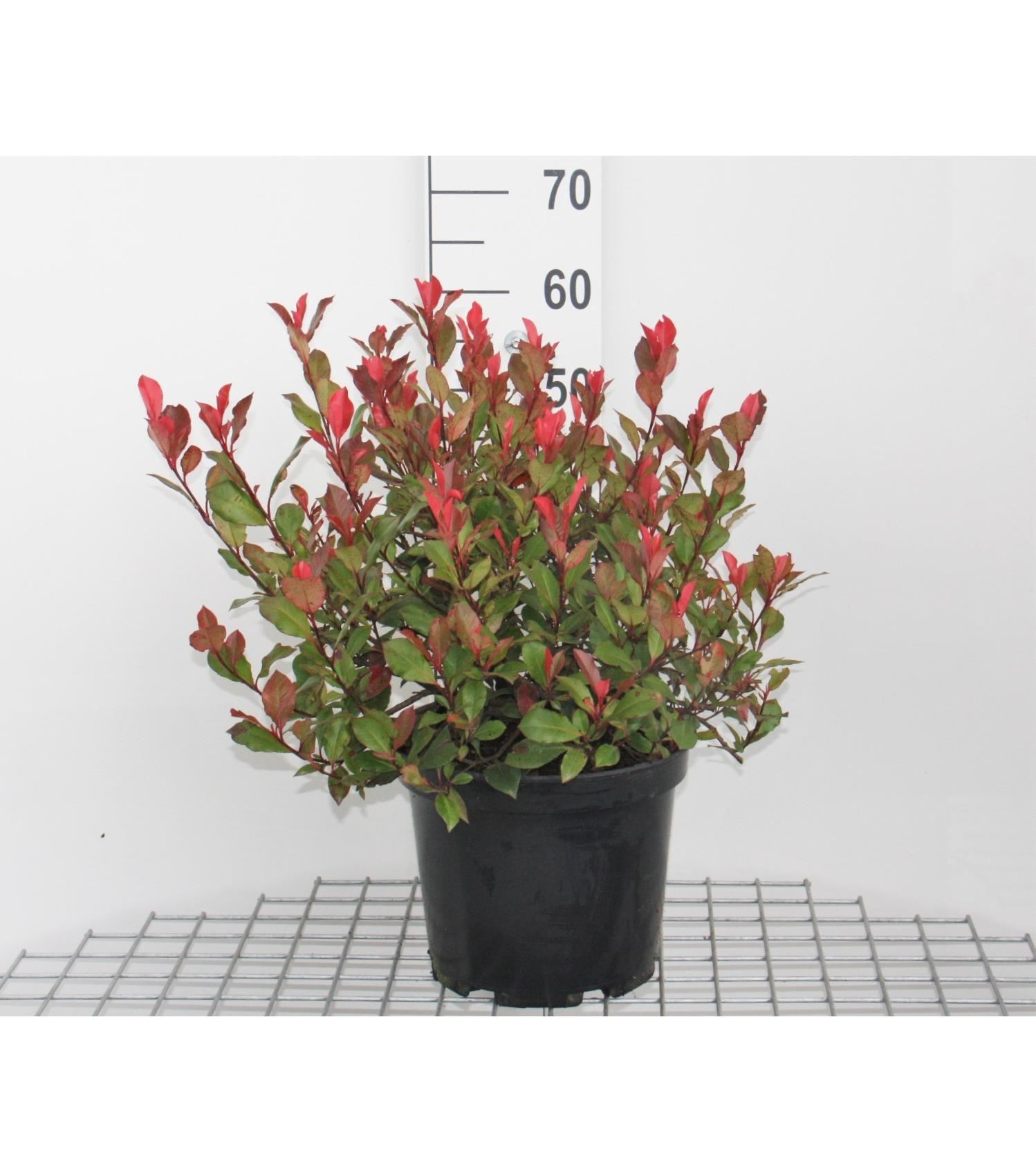 Photinia x fraseri 'Camilvy' - pot - 40-60 cm