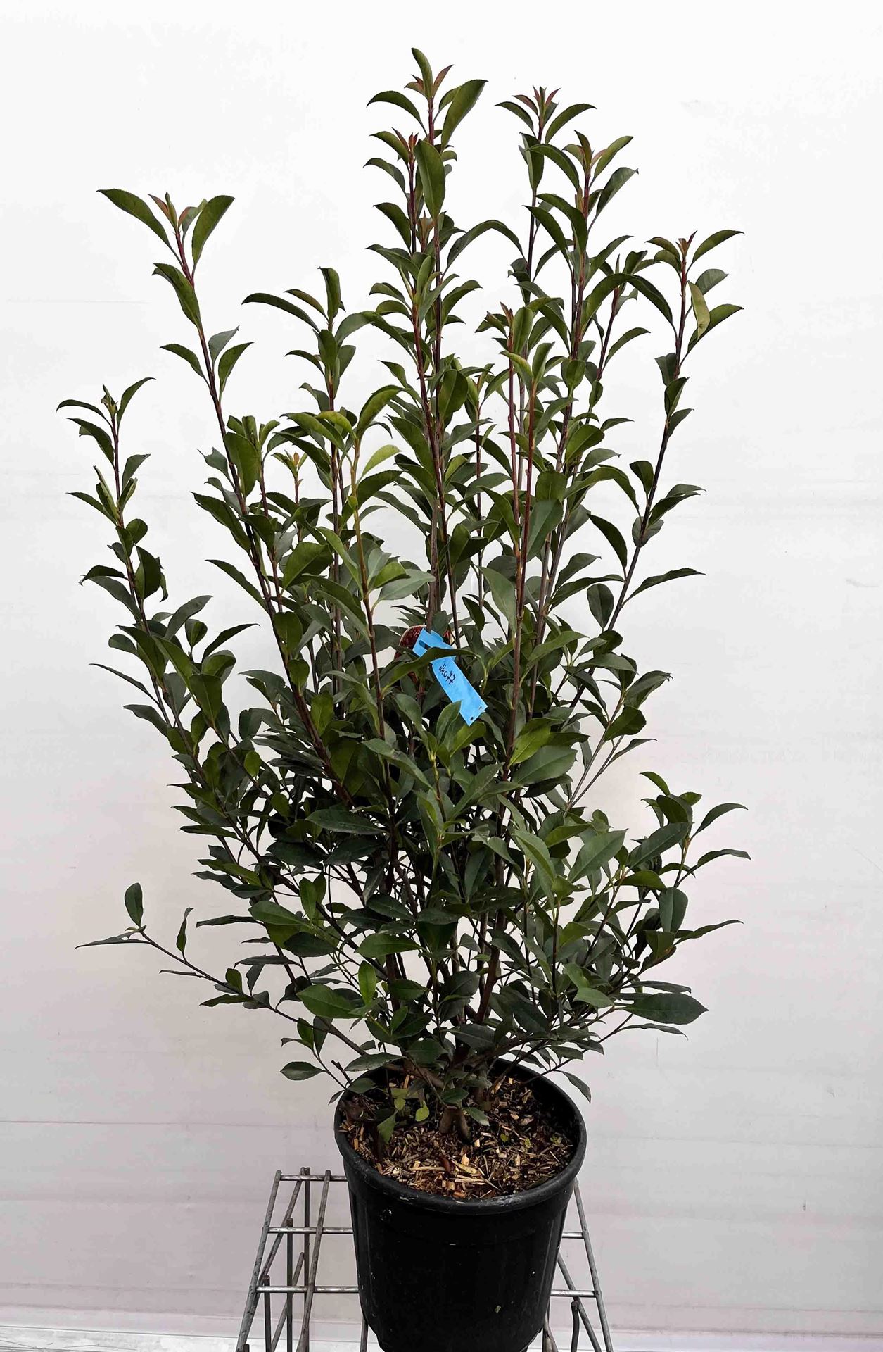 Photinia x fraseri'Carré Rouge'- pot 15L - 100-125 cm afbeelding