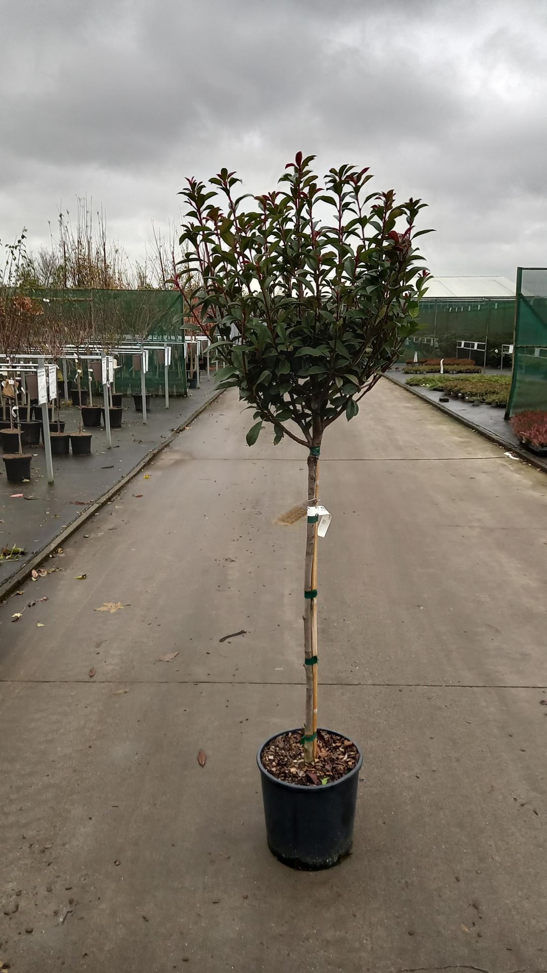 Photinia x fraseri'Carré Rouge'- pot 15L - halfstam boom afbeelding