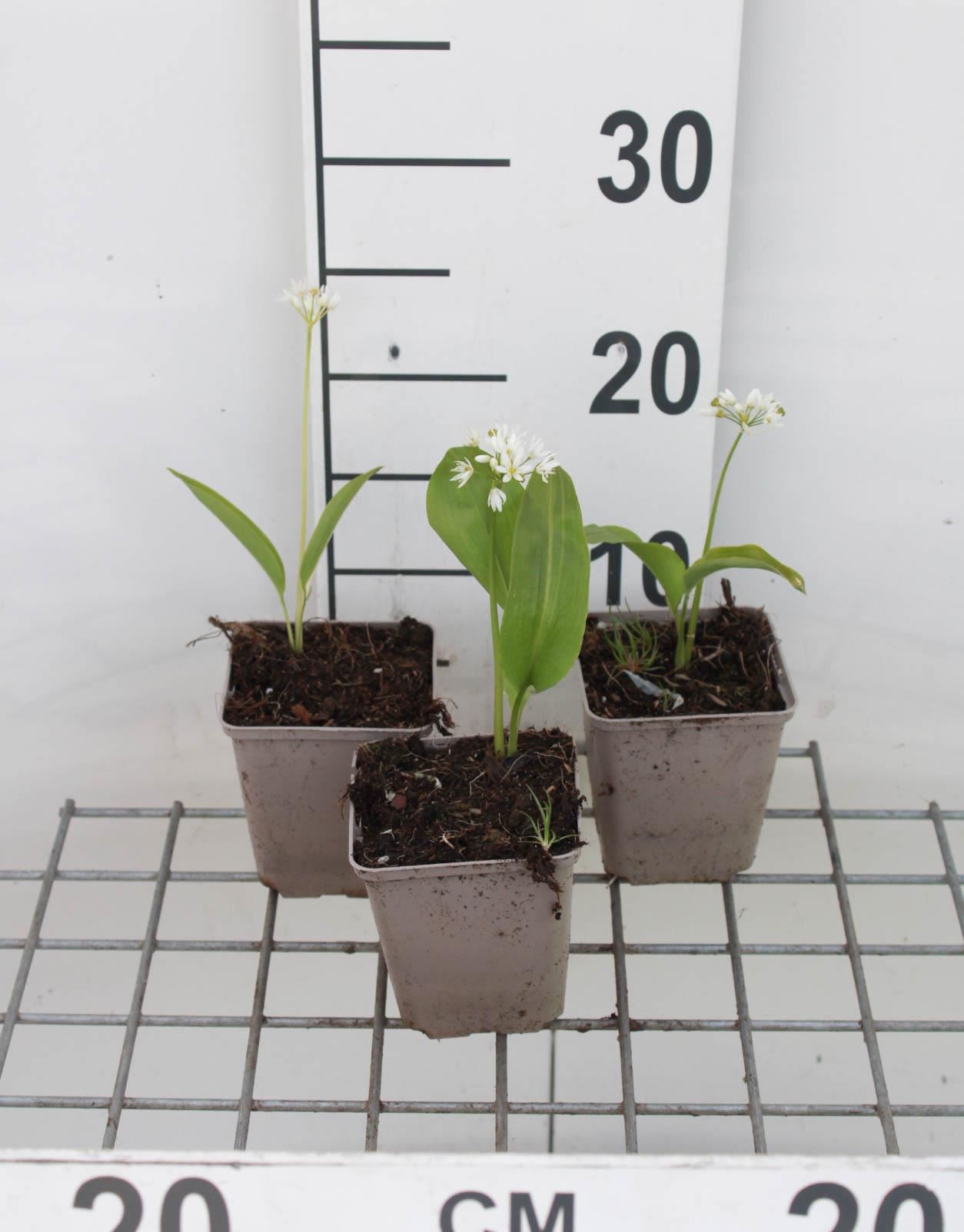 Allium ursinum - Daslook - pot 9x9 cm - Daslook afbeelding