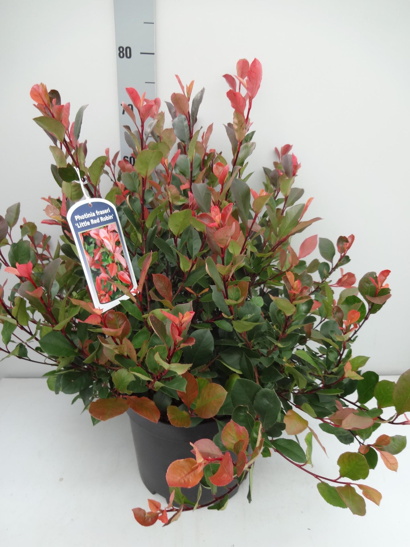 Photinia x fraseri'Little Red Robin'- pot 10L - 40-50 cm afbeelding