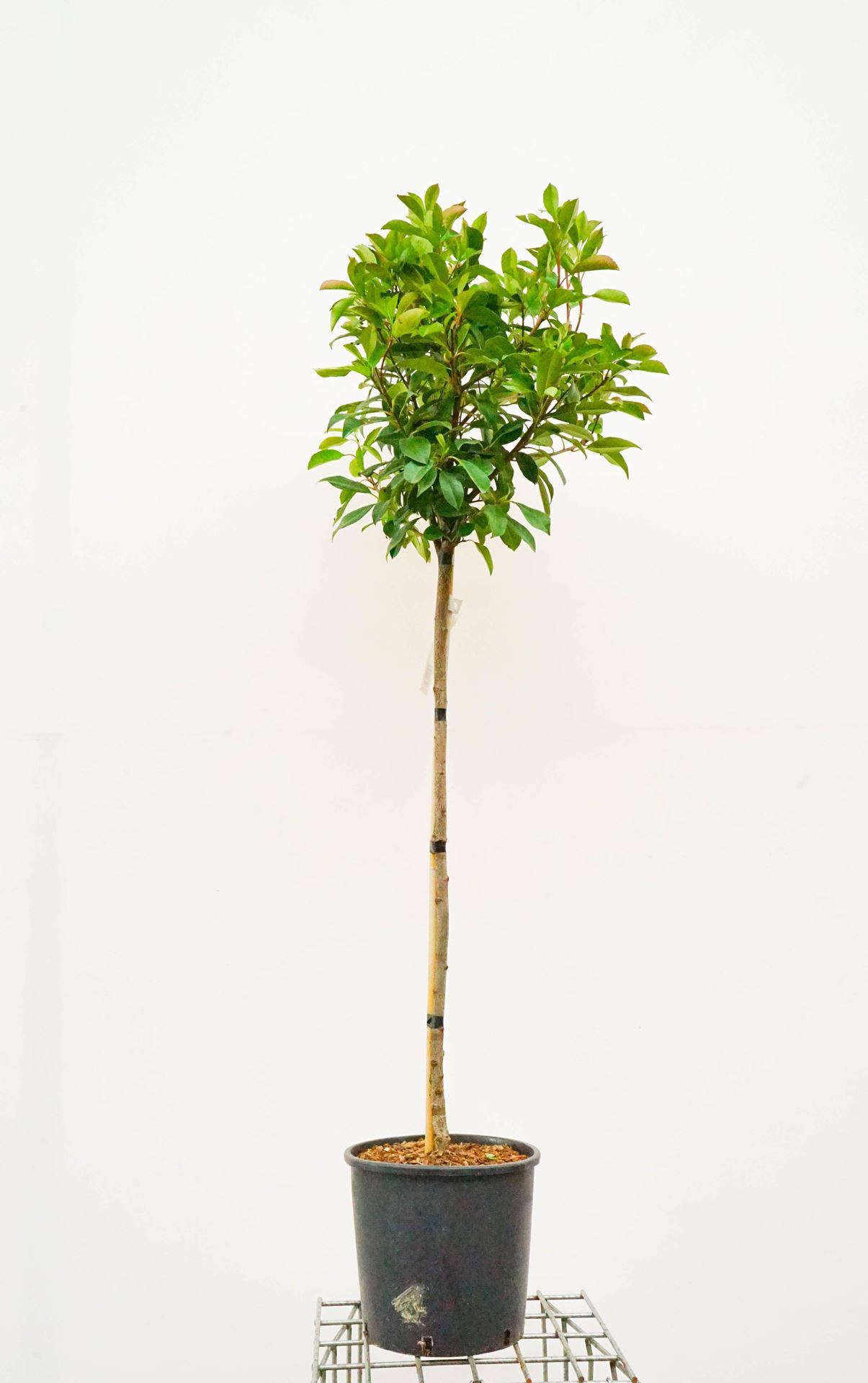 Photinia x fraseri'Red Robin'- pot 15L - halfstam boom afbeelding