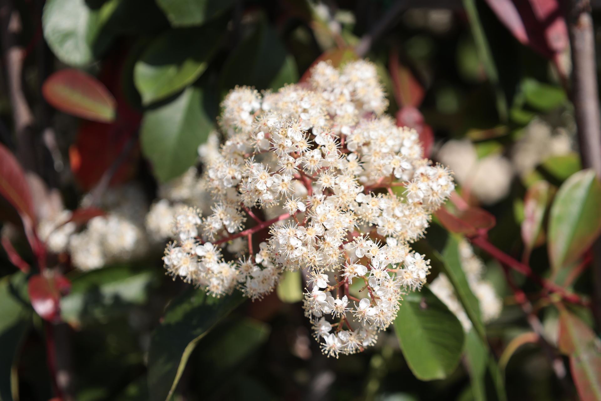 Photinia x fraseri'Red Robin'- pot 30L - halfstam boom afbeelding