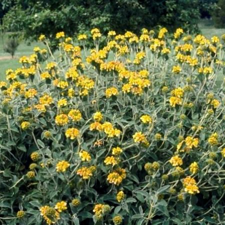 Phlomis fruticosa - pot 2L
