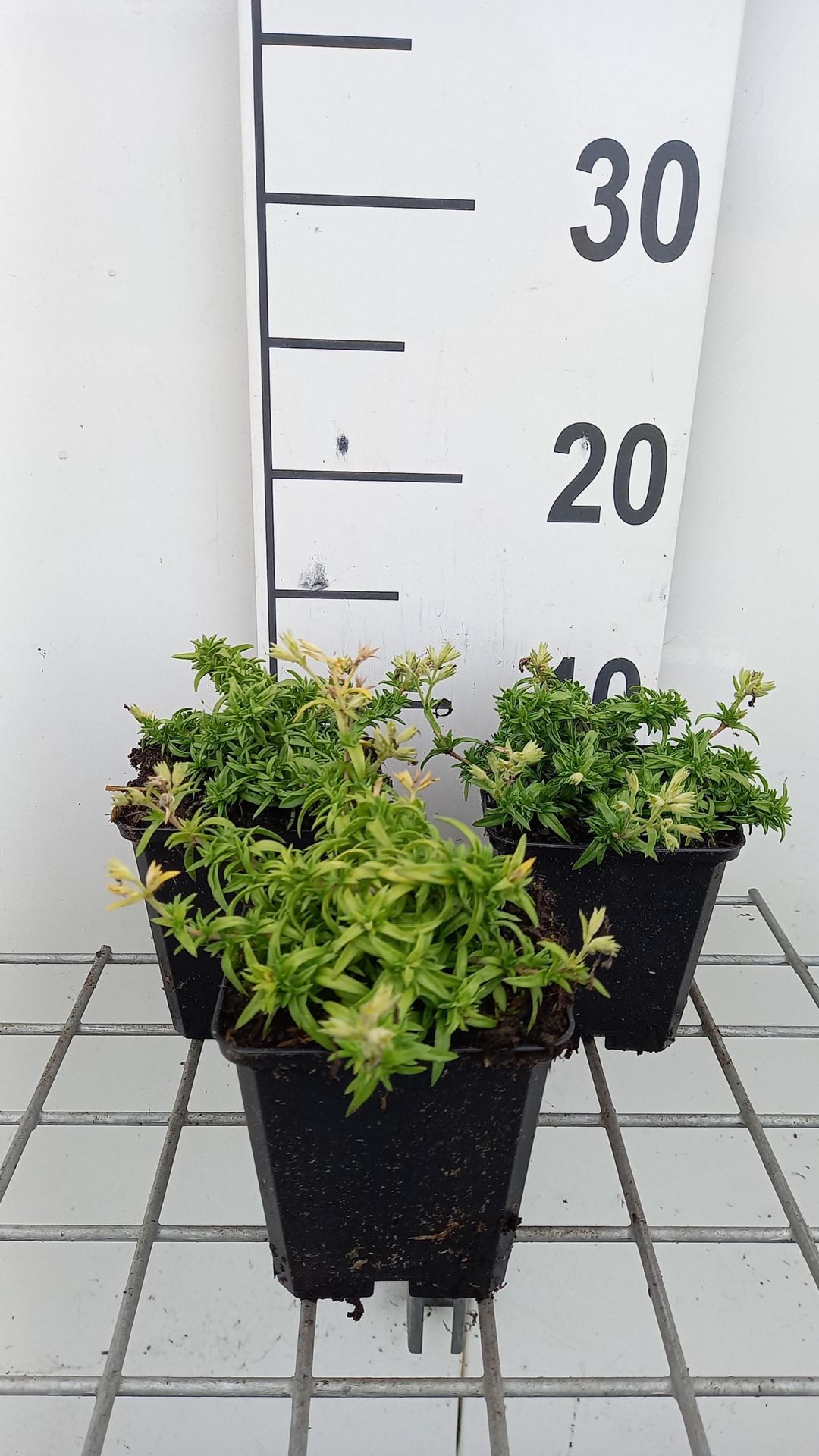 Phlox (s)'Maischnee'(='snow queen') - pot 9x9 cm afbeelding