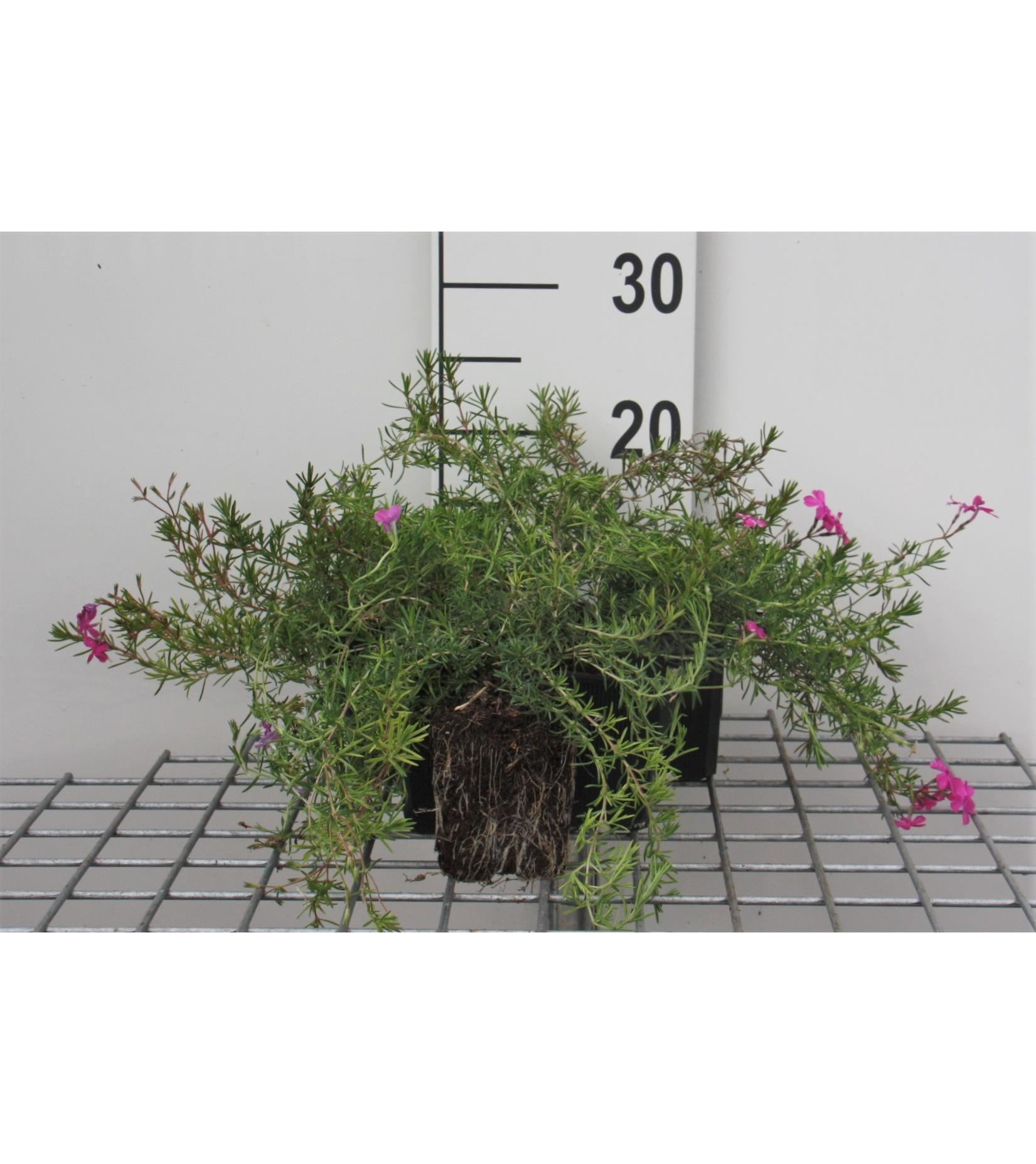 Phlox'McDaniel's Cushion'- pot 9x9 cm - afbeelding