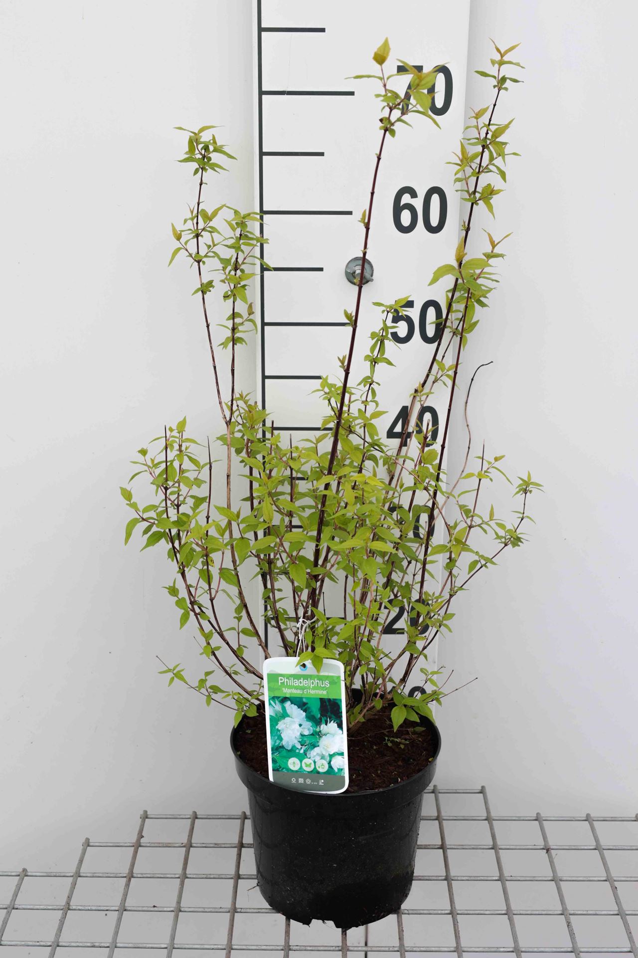 Philadelphus 'Manteau d'Hermine' - pot - 40-50 cm -