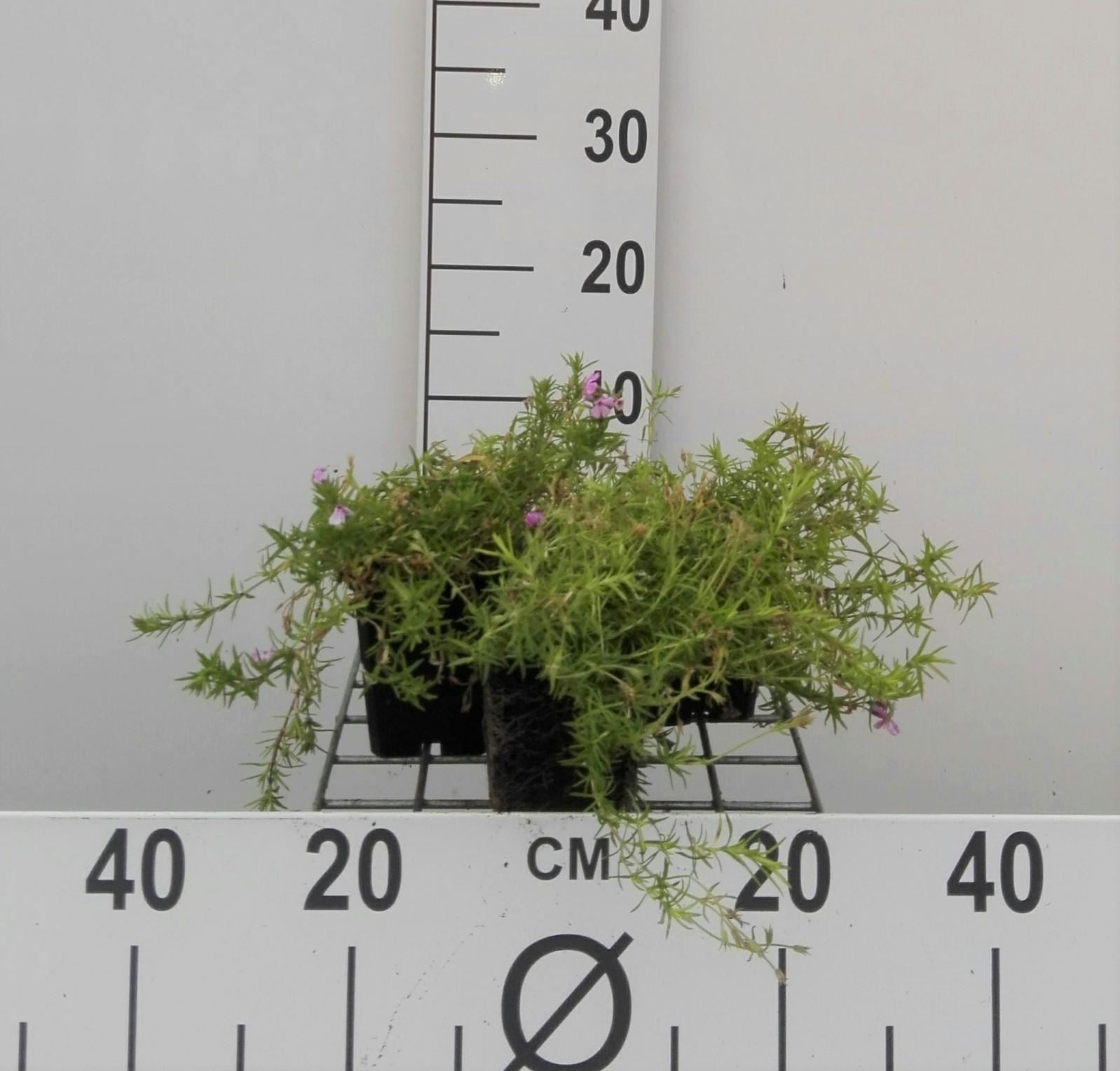 Phlox'Moerheimii'- pot 9x9 cm - Kruipphlox afbeelding