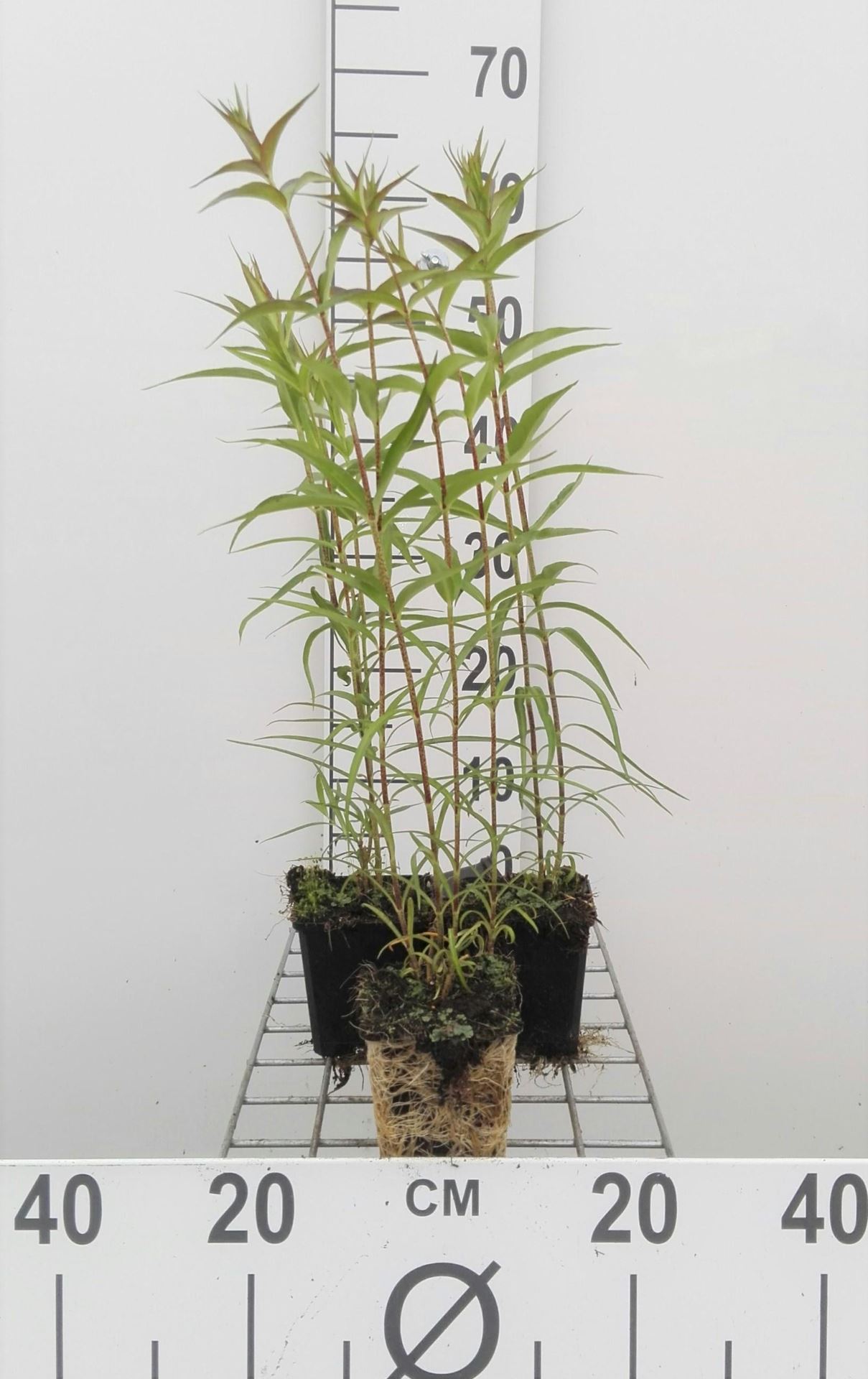 Phlox'Natascha'- pot 9x9 cm afbeelding