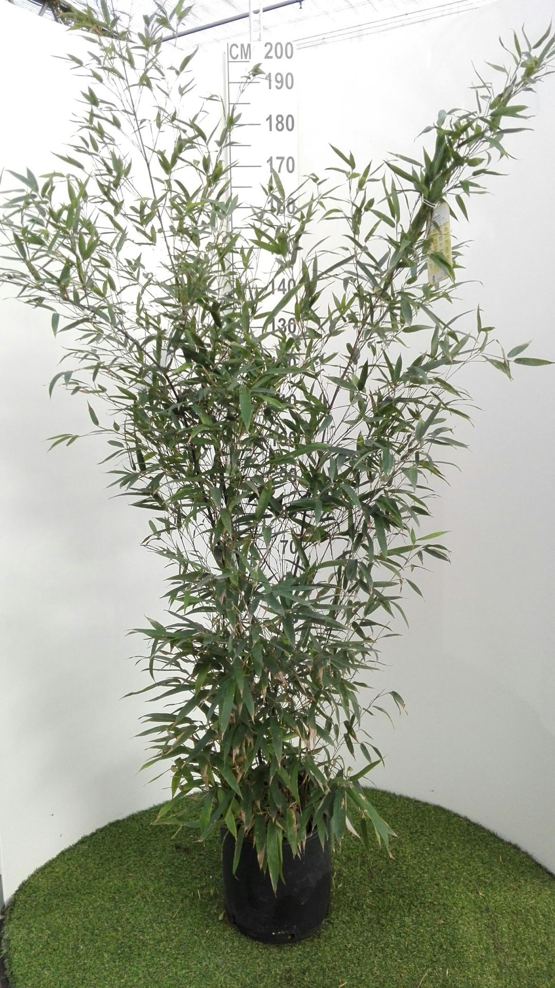 Phyllostachys nigra - pot 10L - 125-150 cm afbeelding
