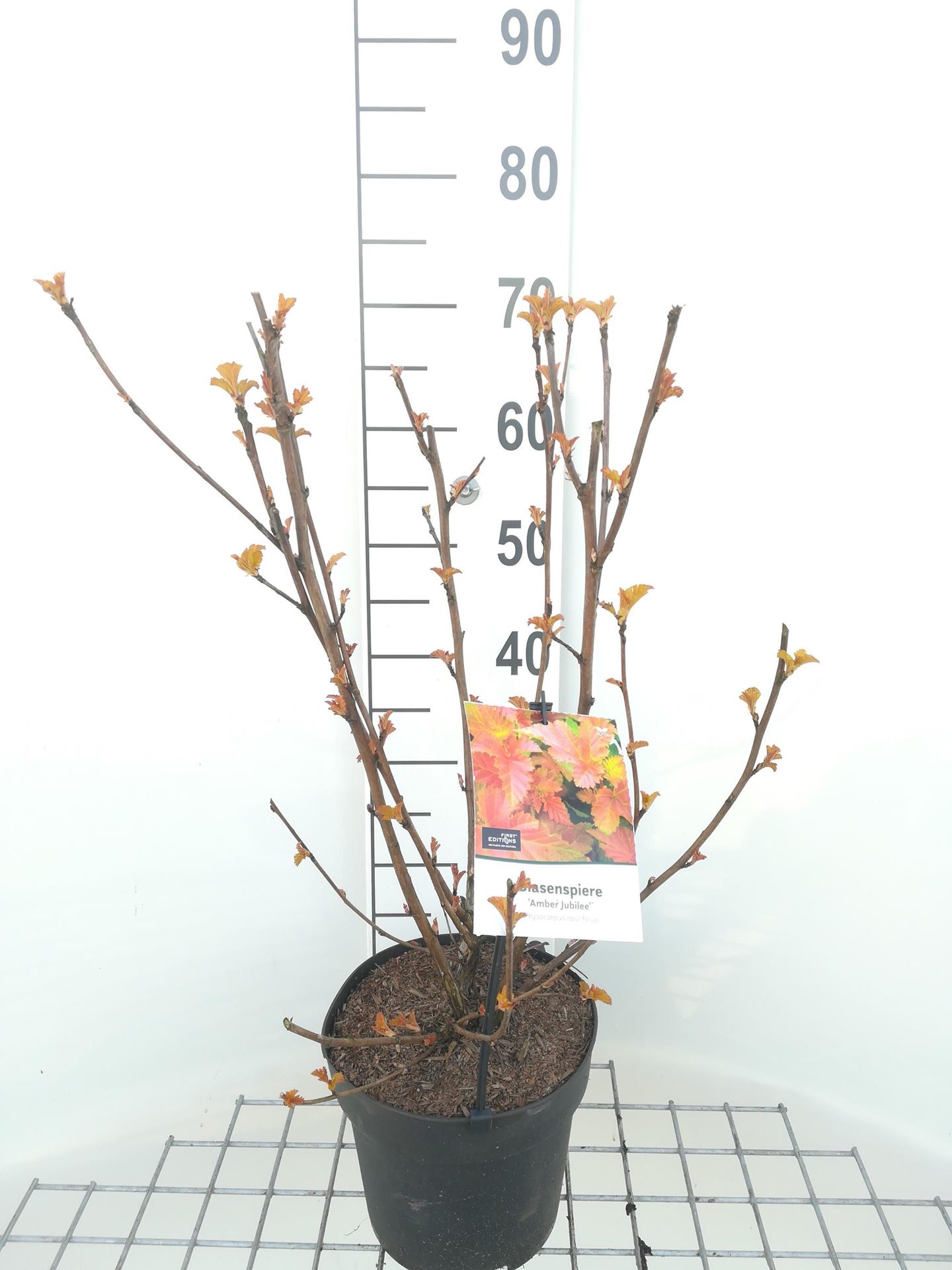 Physocarpus opulifolius'Jefam'(Amber Jubilee) - pot 3L - 40-60 cm - Steeneik afbeelding