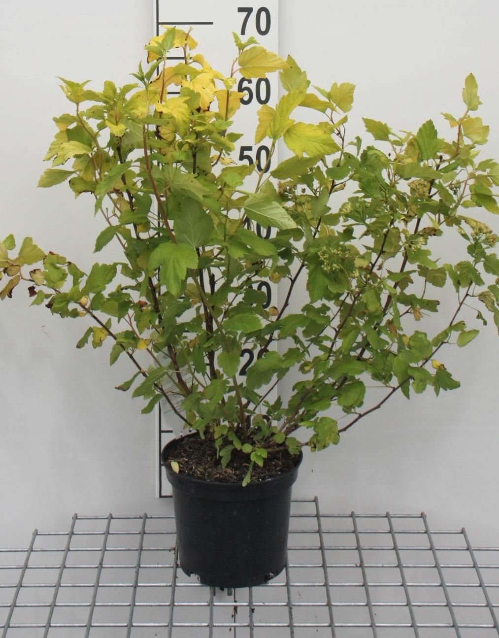 Physocarpus opulifolius 'Dart's Gold' - pot - 30-40 cm -