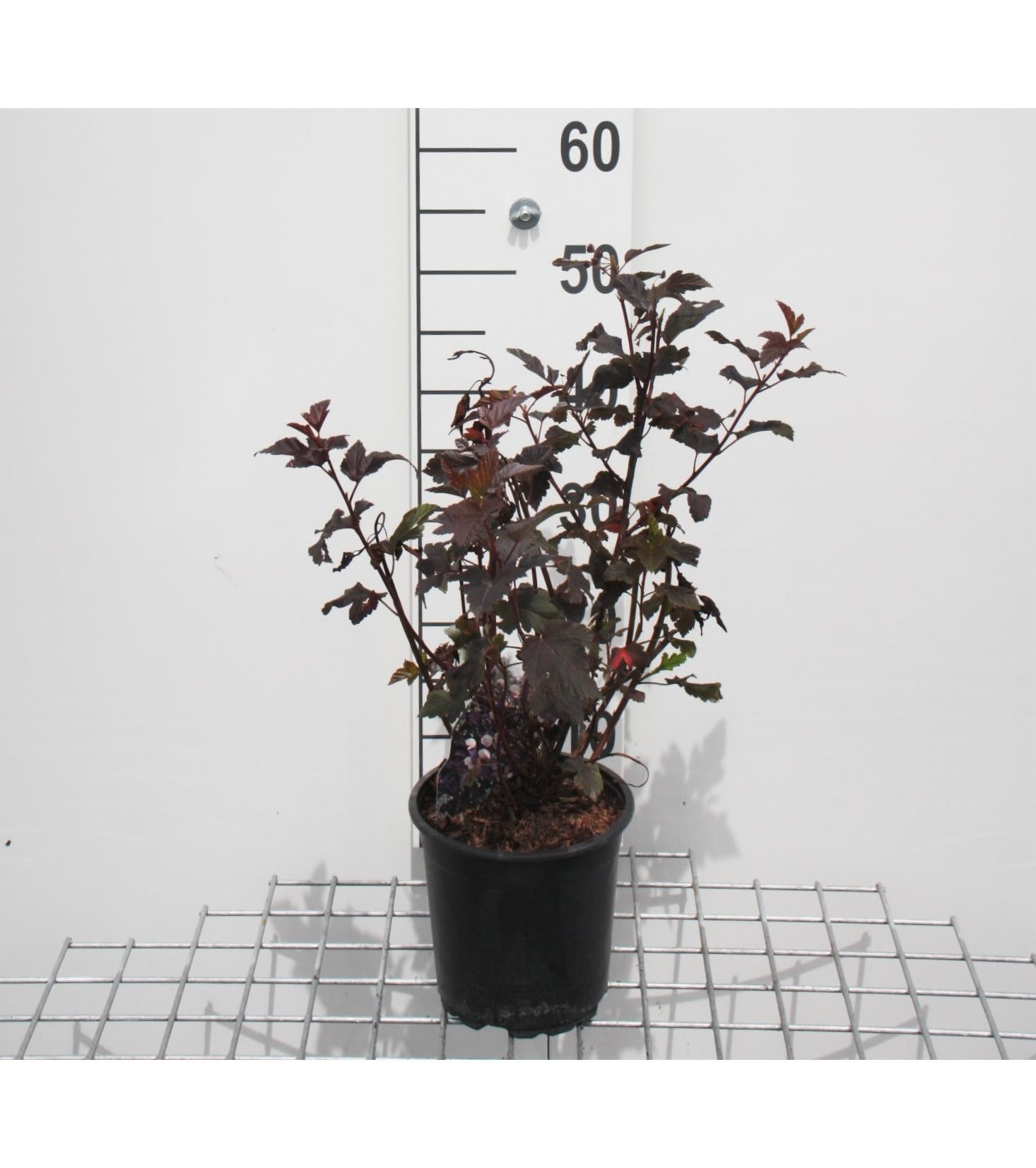 Physocarpus opulifolius'Diabolo'- pot - 30-40 cm afbeelding