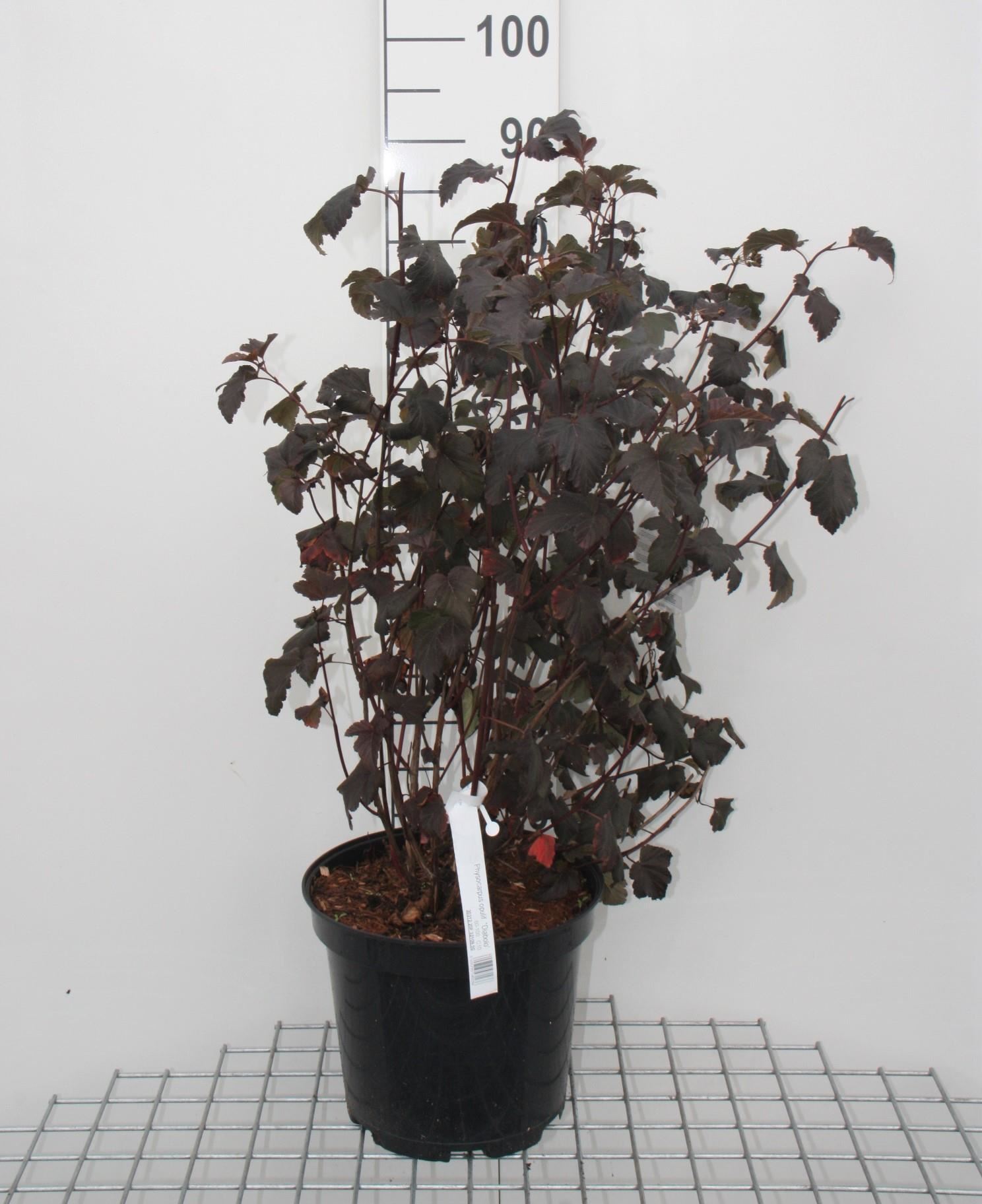Physocarpus opulifolius'Diabolo'- pot 10L - 80-100 cm afbeelding