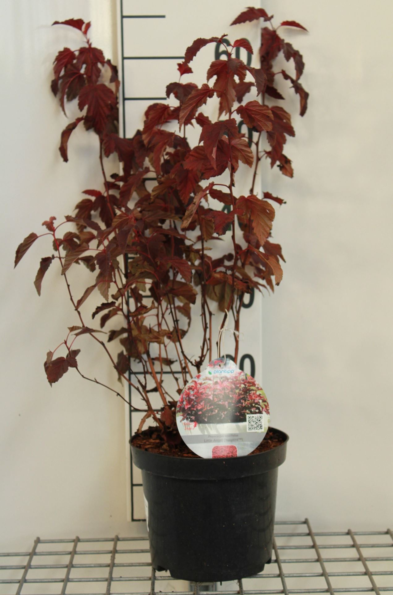 Physocarpus opulifolius 'HOOGI016' (Little Angel) - pot - 40-50 cm