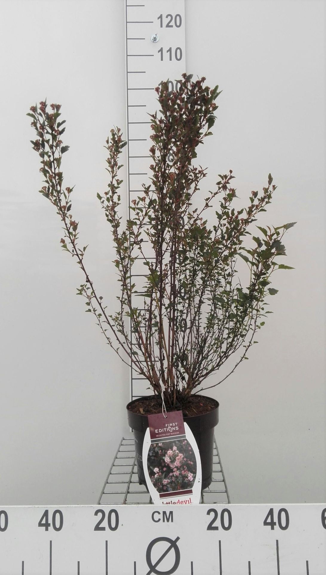 Physocarpus opulifolius 'Donna May' (Little Devil) - pot 3L - 40-50 cm