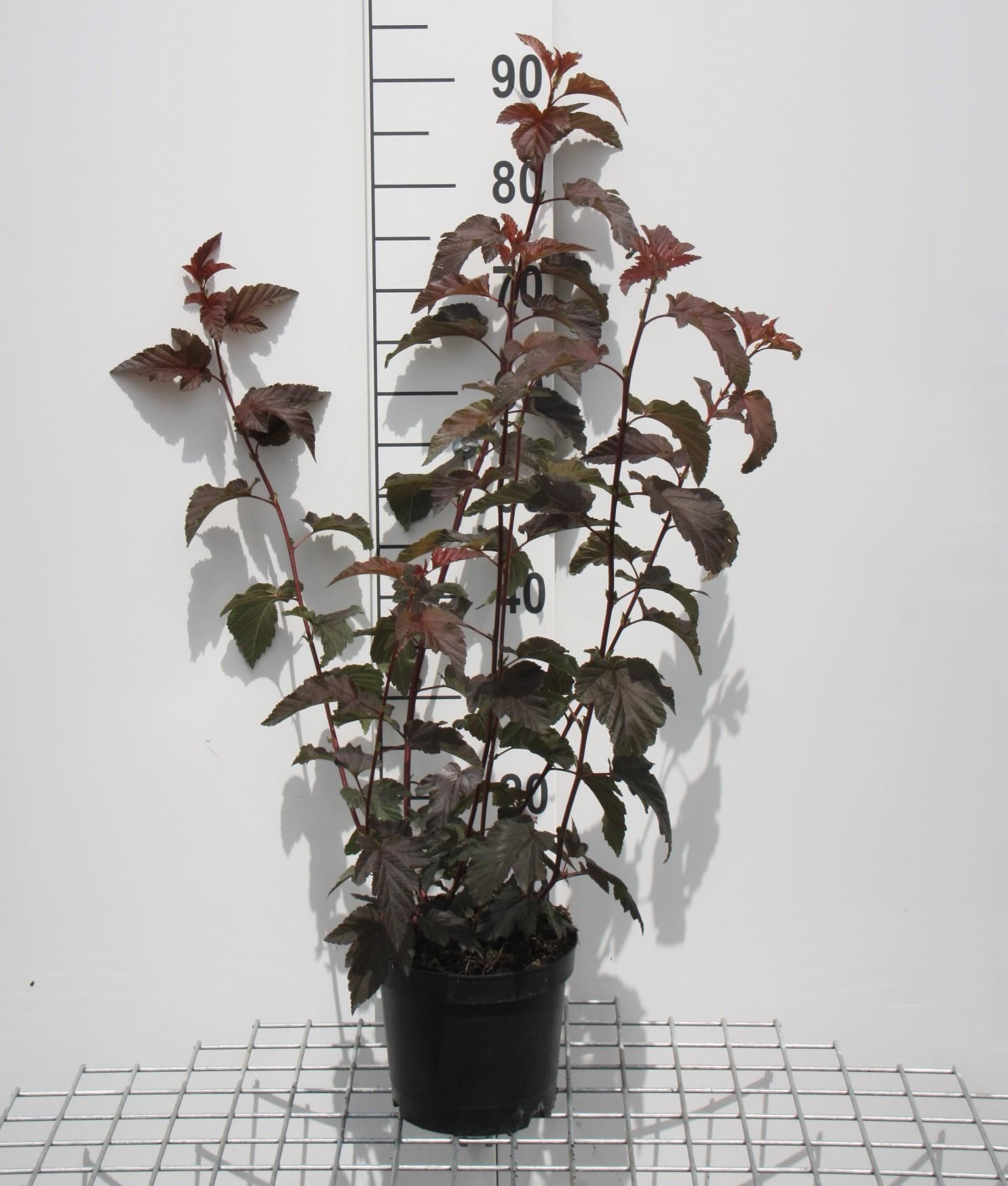 Physocarpus opulifolius'Tuilad'(Lady in Red) - pot - 40-60 cm afbeelding