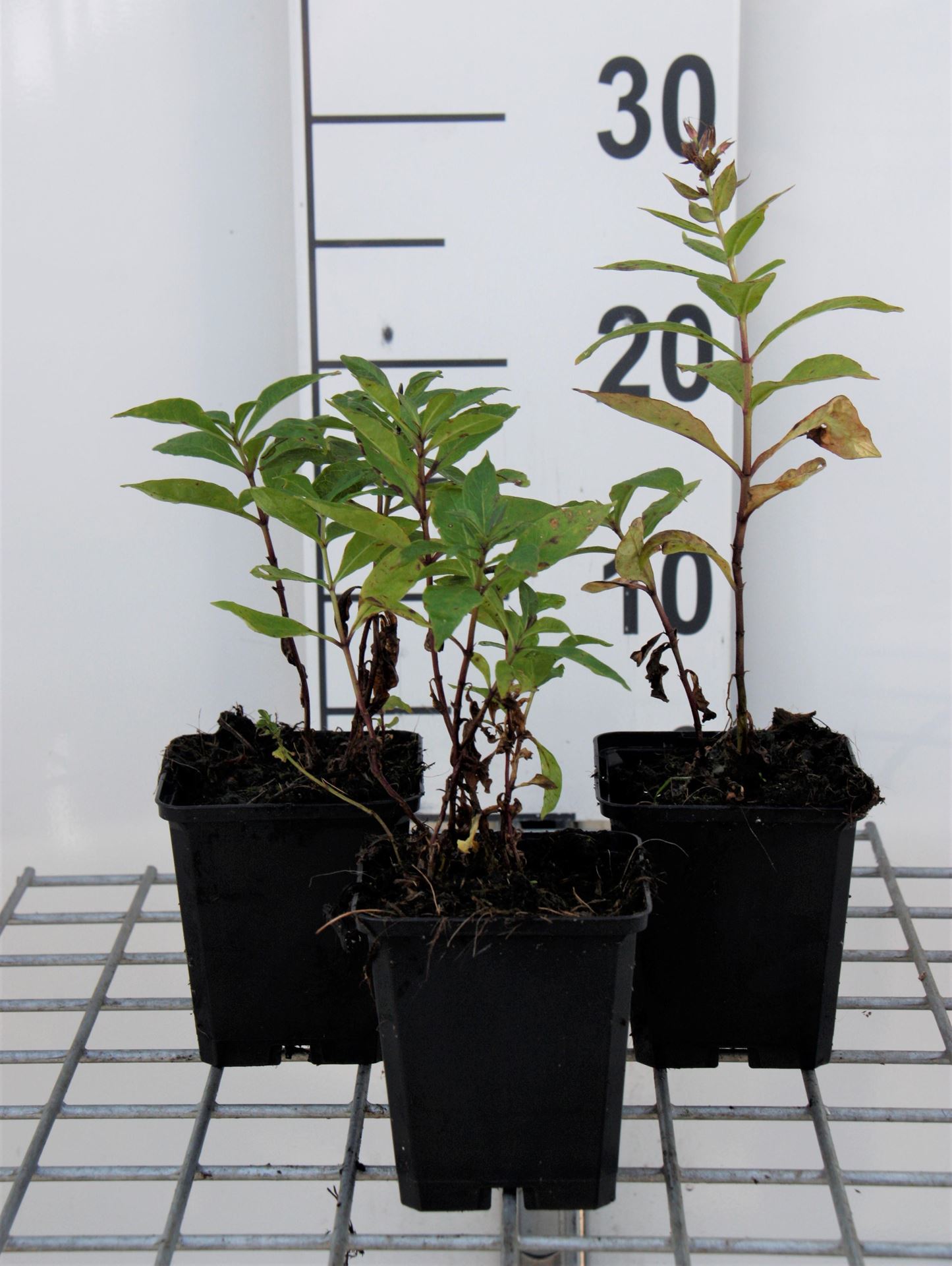 Phlox'Orange Perfection'- pot 9x9 cm - Vlambloem, floks afbeelding
