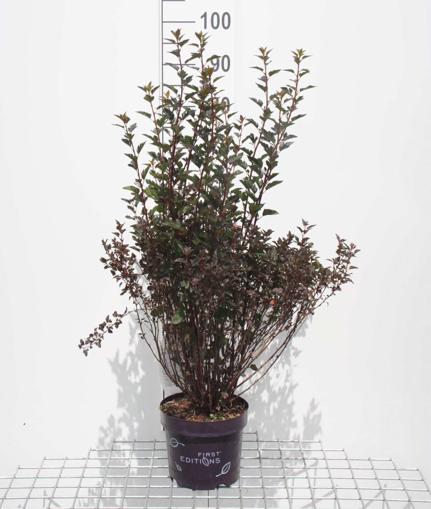 Physocarpus opulifolius'Seward'(Summer Wine) - pot - 40-60 cm afbeelding