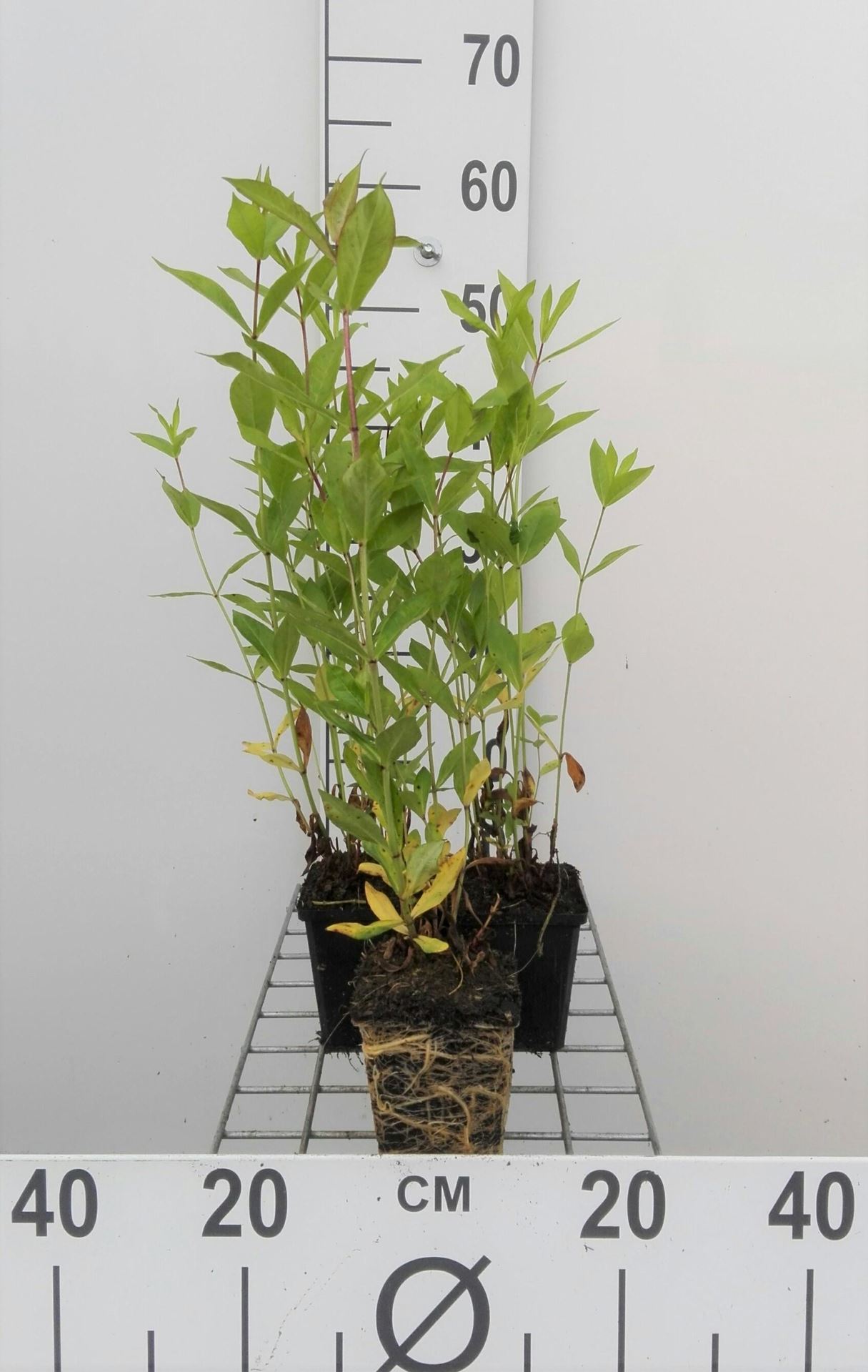 Phlox'Rijnstroom'- pot 9x9 cm afbeelding