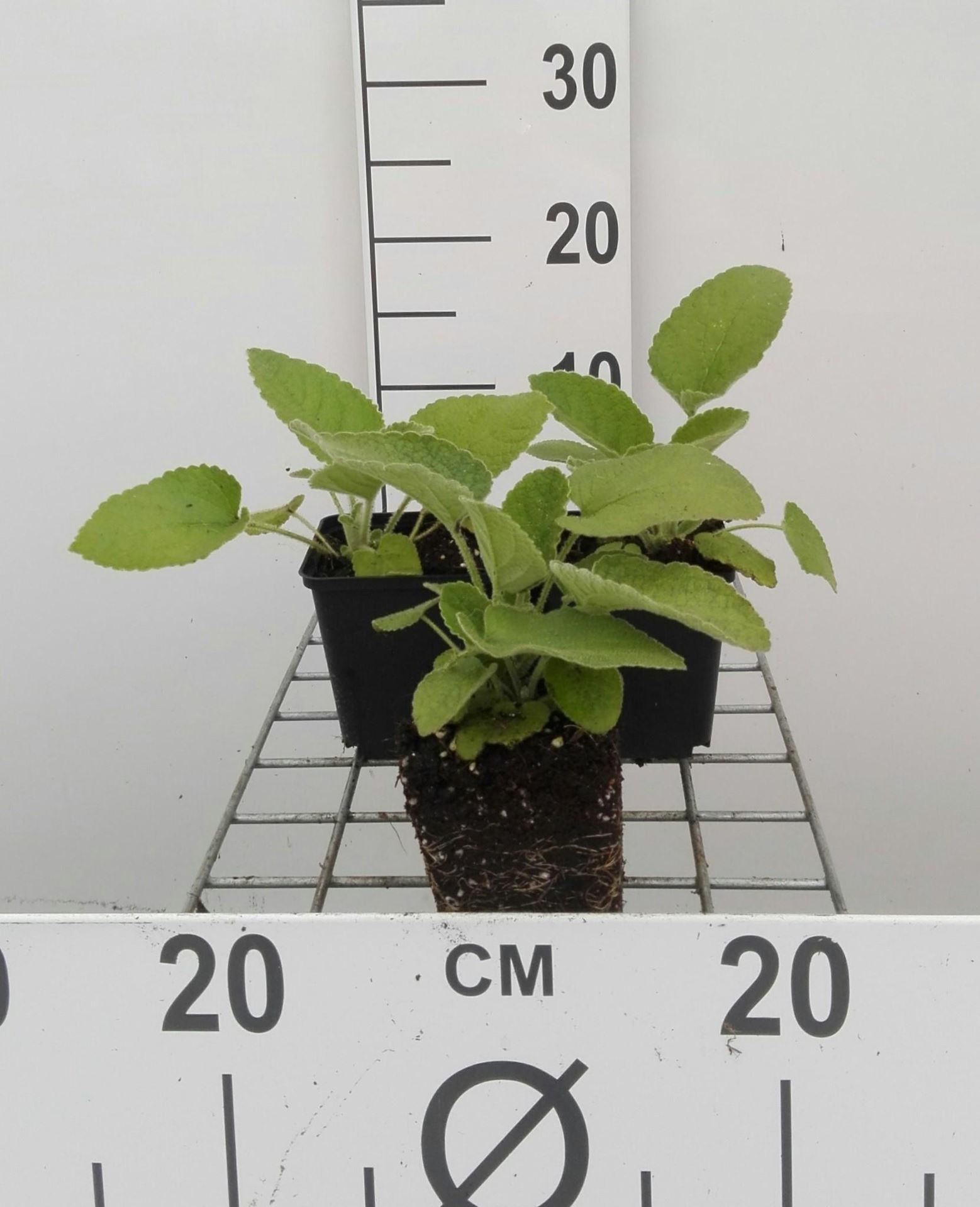 Phlomis russeliana - pot 9x9 cm - Bbordkruid / Etagebloem / Jeruzalemkaarsen / Viltkruid afbeelding