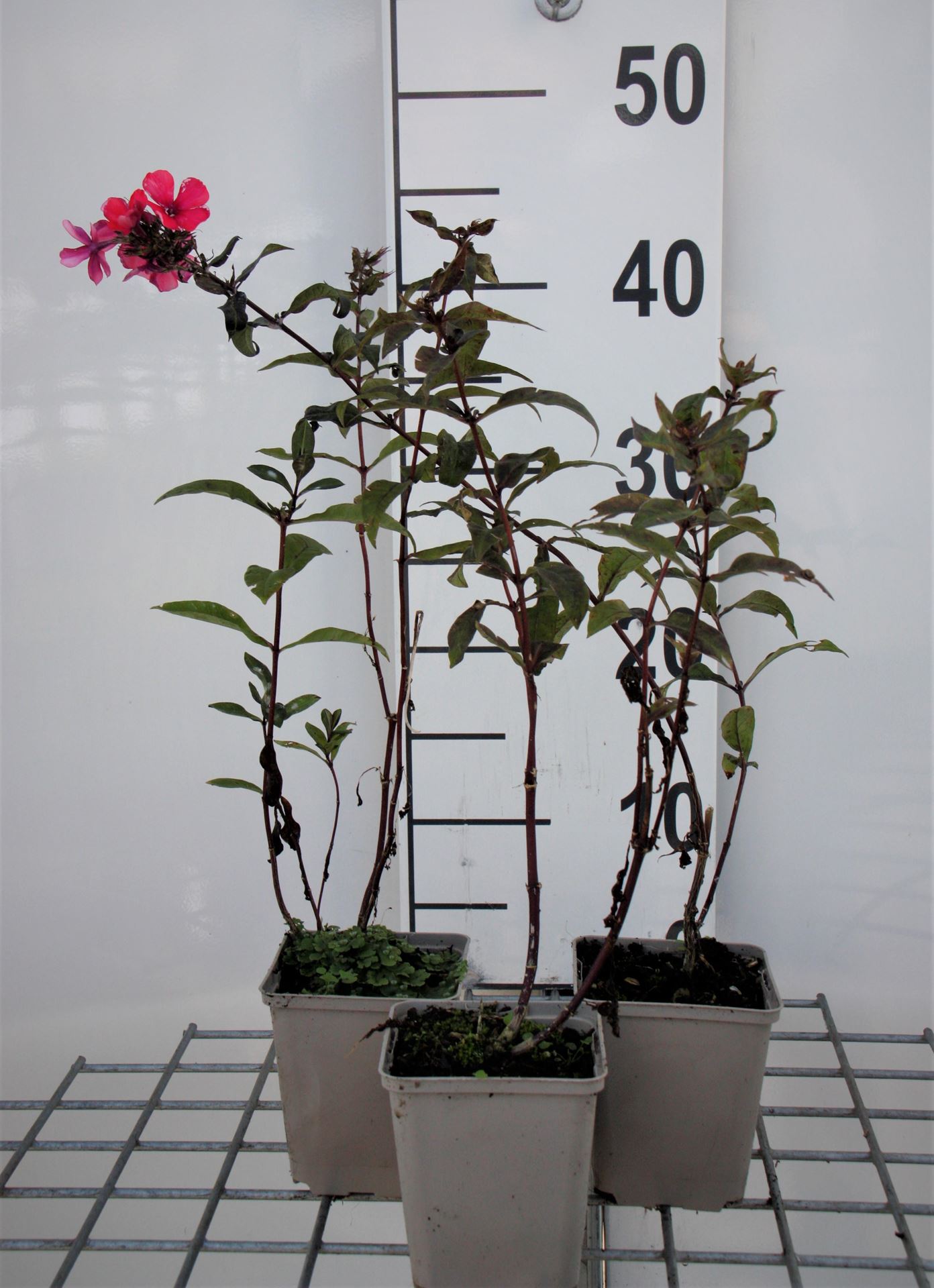 Phlox'Starfire'- pot 9x9 cm - Vlambloem afbeelding