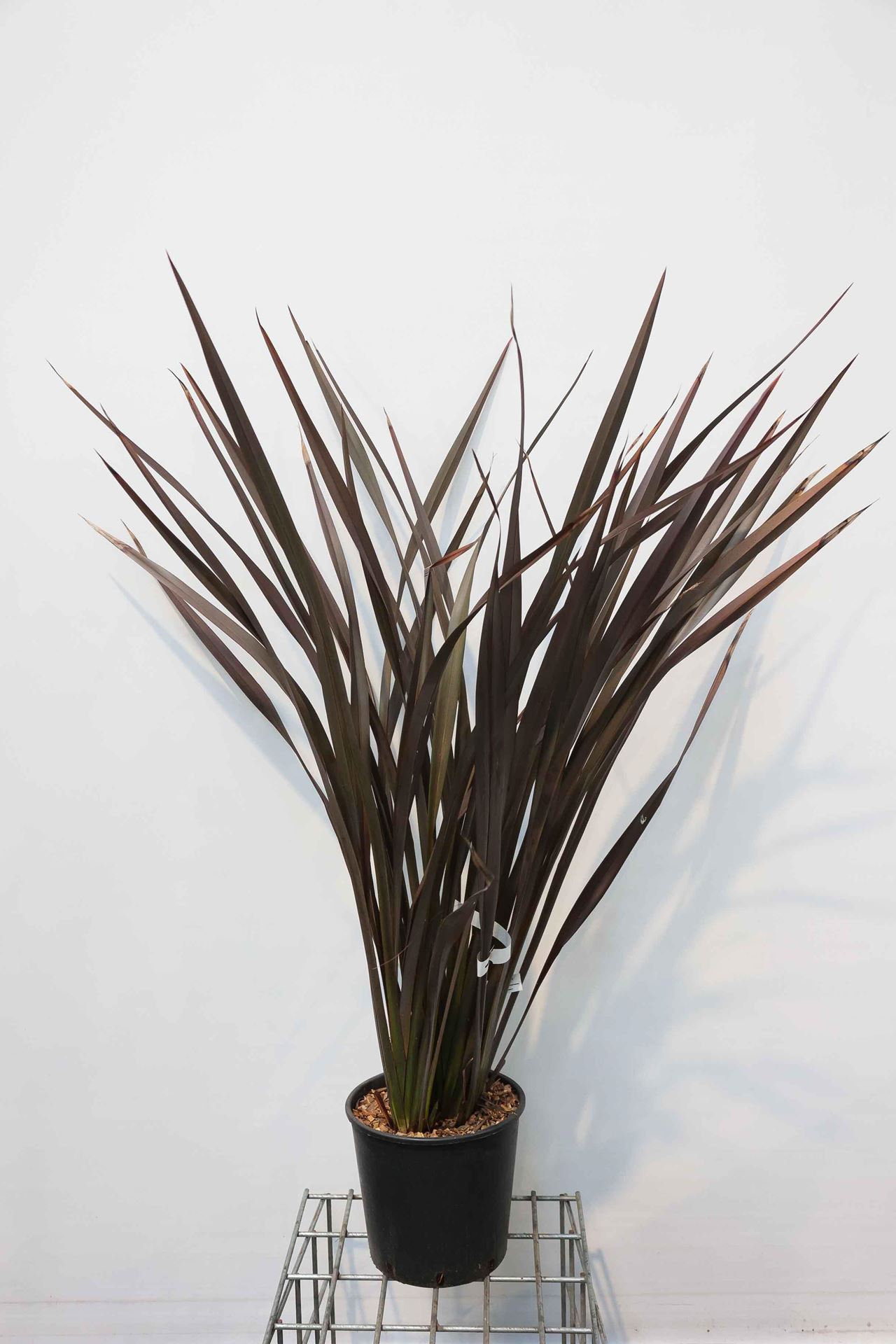 Phormium tenax'Purpureum'- pot 10L - 60-80 cm afbeelding