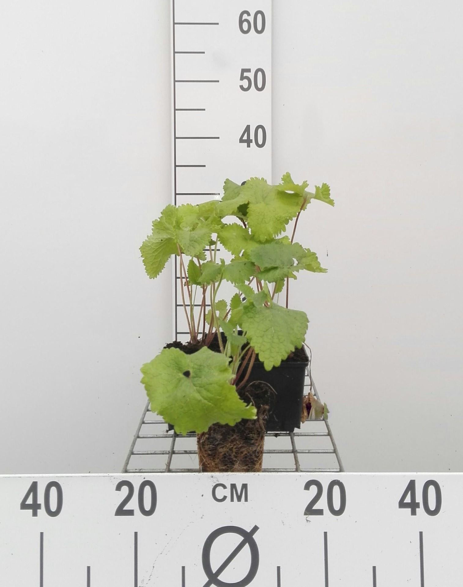 Phlomis tuberosa - pot 9x9 cm - Bbordkruid / Etagebloem / Jeruzalemkaarsen / Viltkruid afbeelding