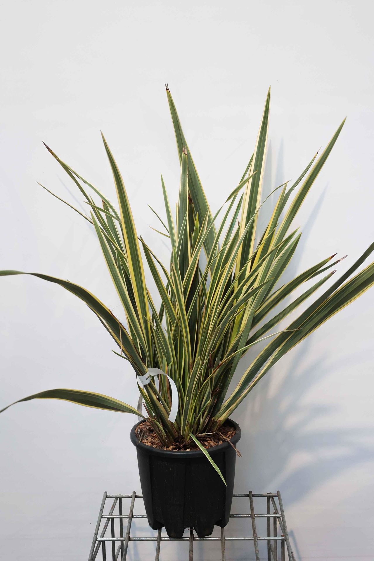 Phormium tenax'Variegatum'- pot 10L - 60-80 cm afbeelding