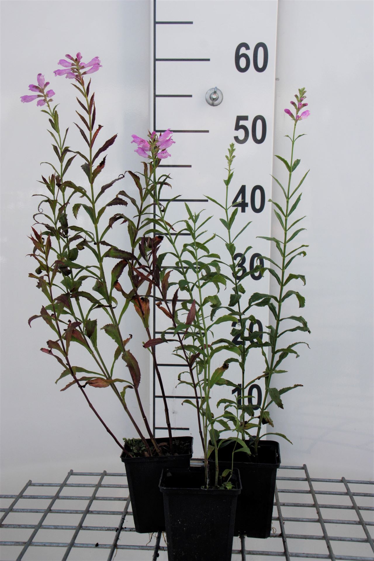 Physostegia virginiana'Bouquet Rose'- pot 9x9 cm afbeelding