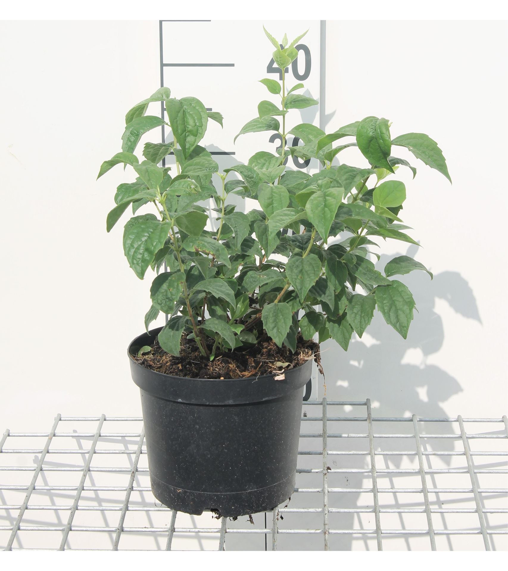 Philadelphus'Virginal'- pot - 50-60 cm afbeelding