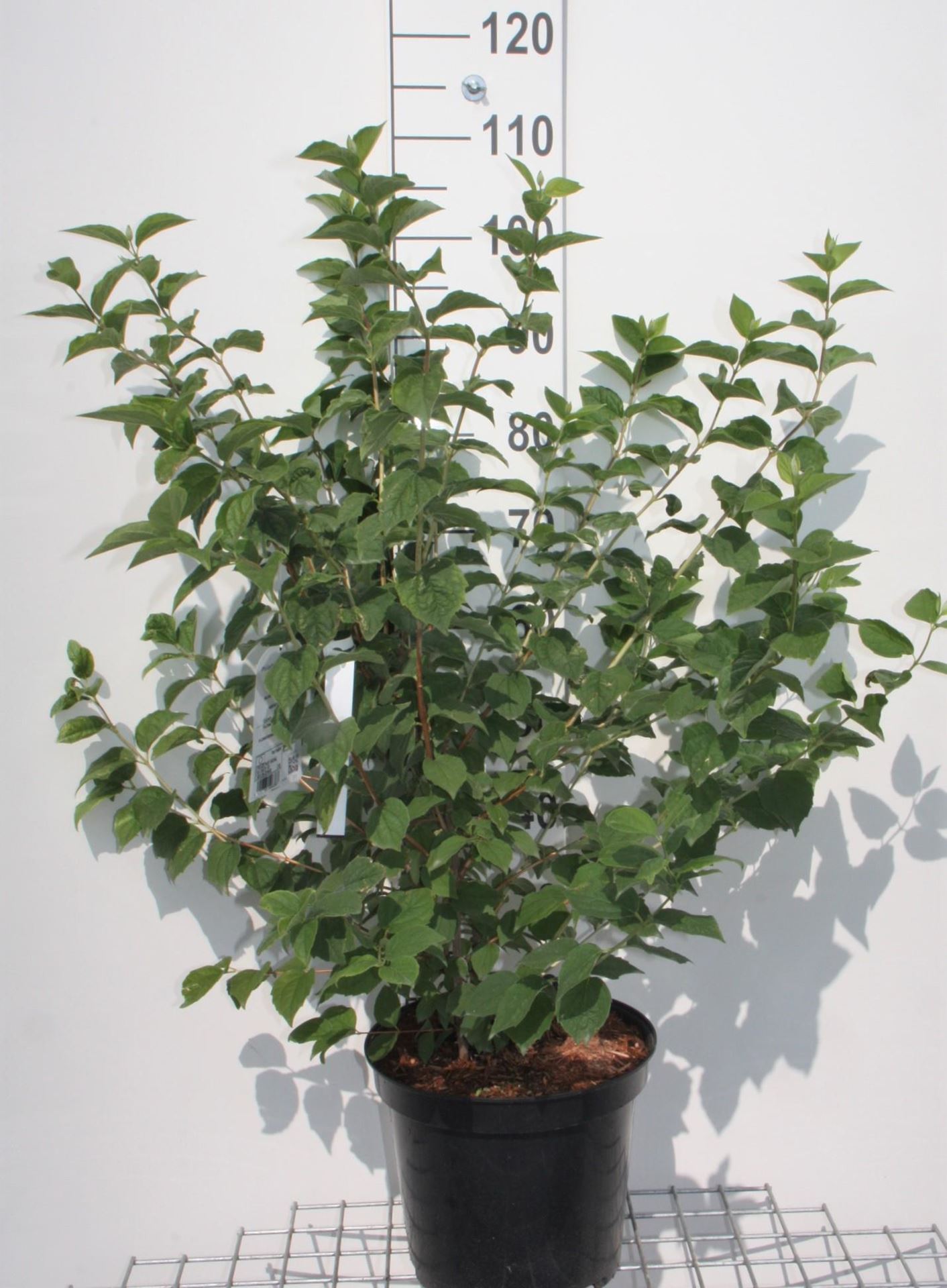 Philadelphus'Virginal'- pot 10L - 80-100 cm afbeelding