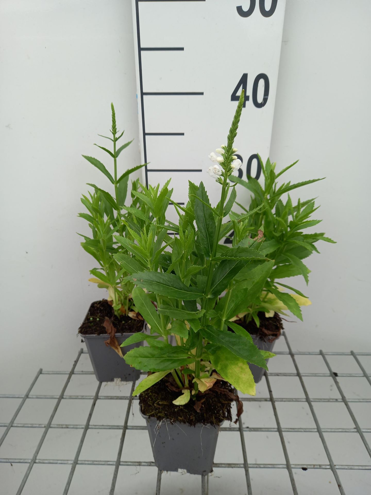 Physostegia virginiana'Summer Snow'- pot 9x9 cm - Scharnierplant afbeelding