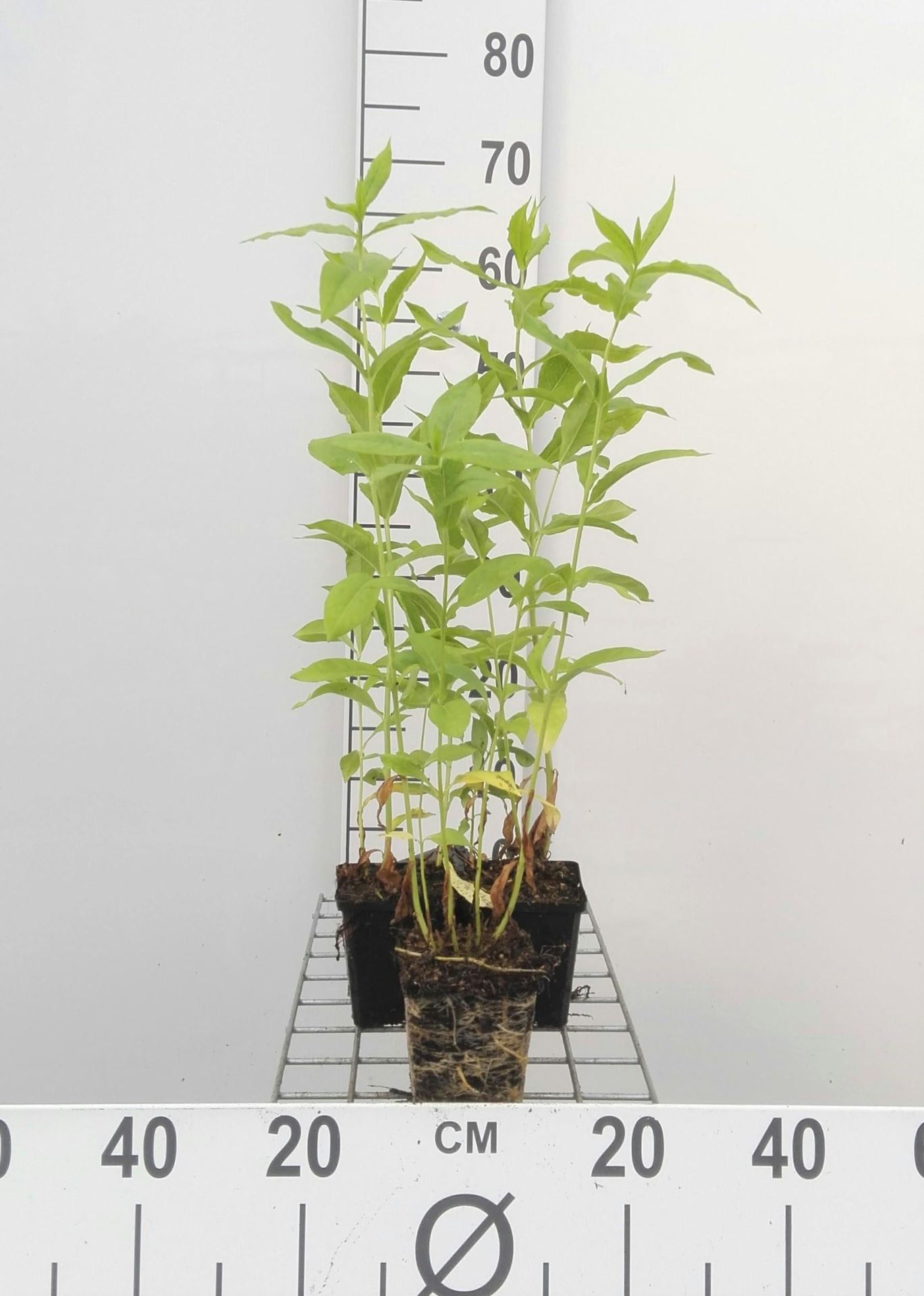 Phlox'White Admiral'- pot 9x9 cm afbeelding