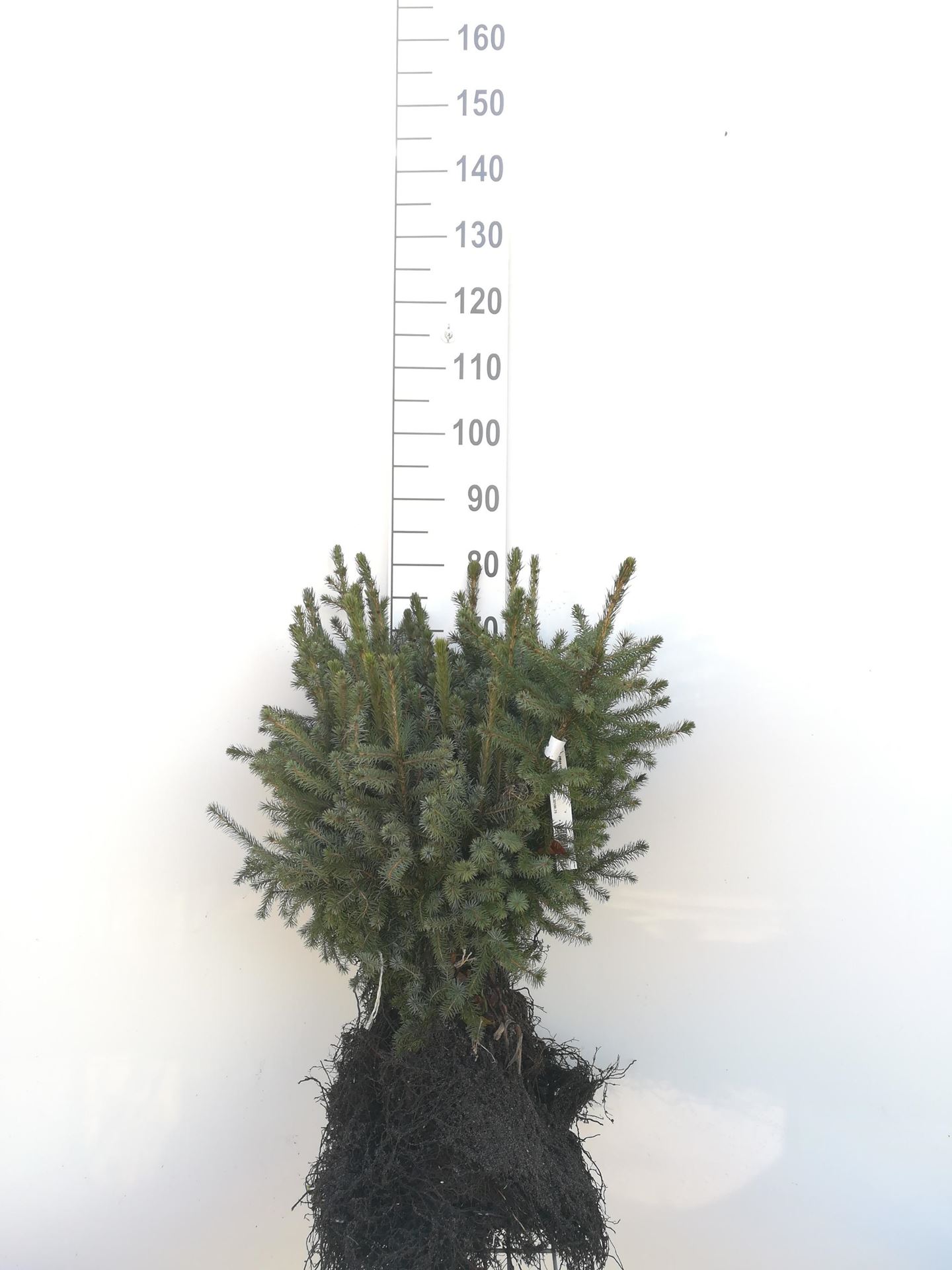 Picea abies - blote wortel - 30-50 cm - Fijnspar / Gewone spar / Kerstspar / Fijne spar afbeelding