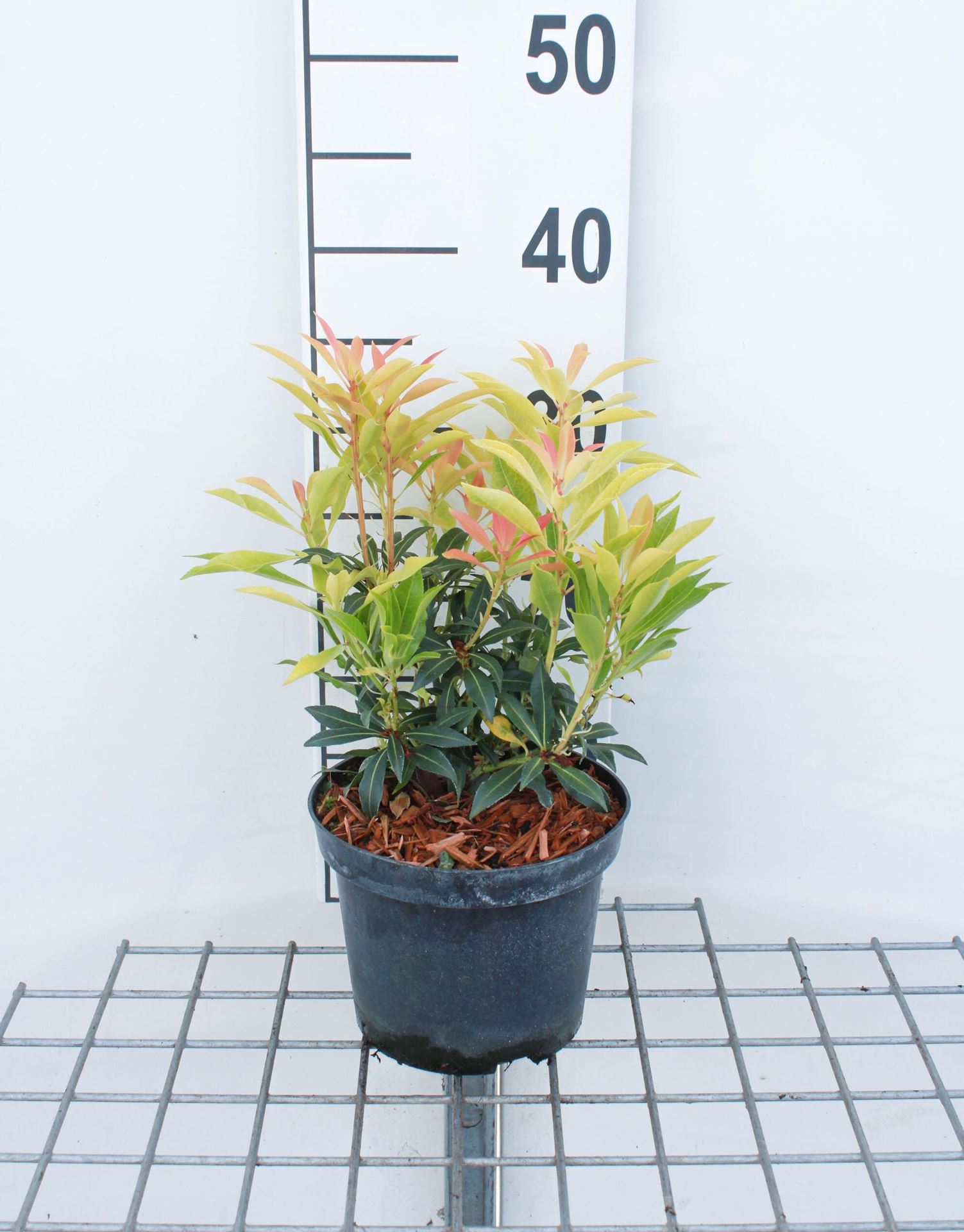 Pieris'Forest Flame'- pot 2L - 20-30 cm afbeelding